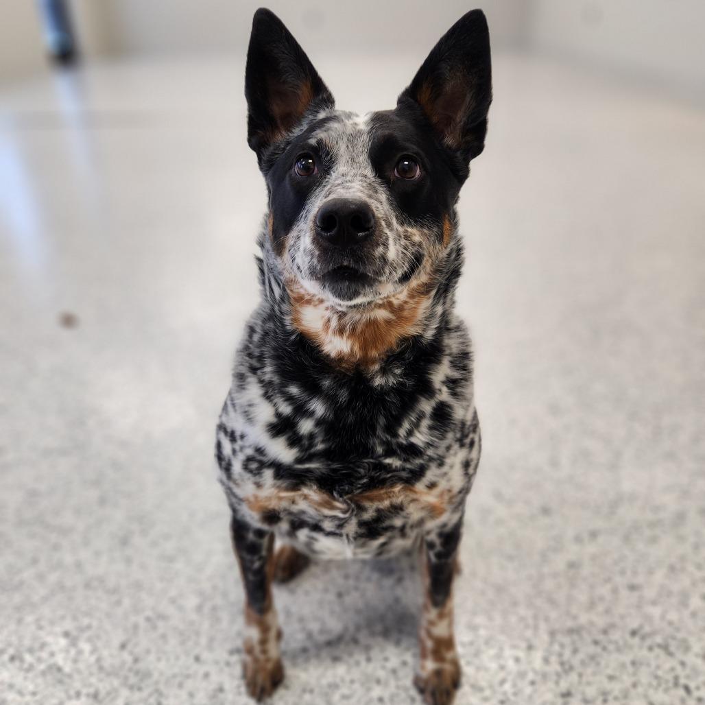 Bandit, Adoptable, Adult Male Australian Cattle Dog / Blue Heeler.