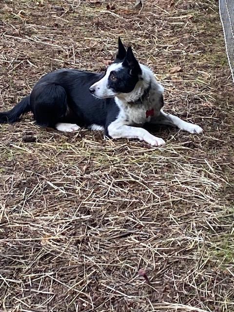 Enlarge Jaz, a ADOPTABLE mixed breed in Bend, OR image 3/3