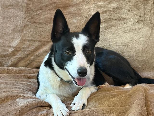 Jaz, ADOPTABLE, Adult Female Border Collie.