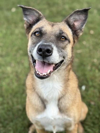 Ashes, a Adoptable Mixed Breed in Bartlesville, OK image 1/2