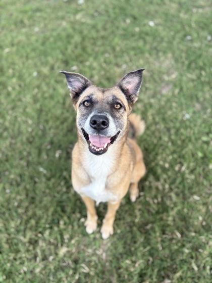 Ashes, a Adoptable Mixed Breed in Bartlesville, OK image 2/2