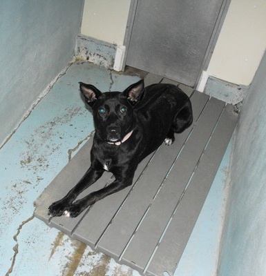 Covey (3711), an adopted Labrador Retriever in Ogdensburg, NY_image-1