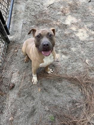 Jerry, ADOPTABLE, Young Male Mixed Breed.