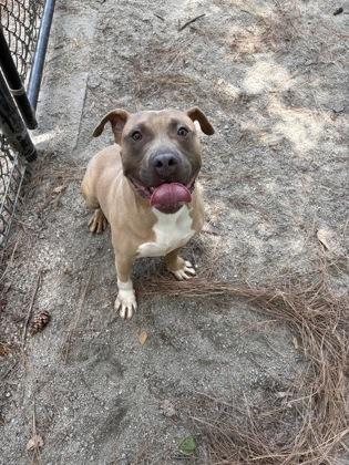 Enlarge Jerry, a ADOPTABLE Mixed Breed in Georgetown, SC image 2/2