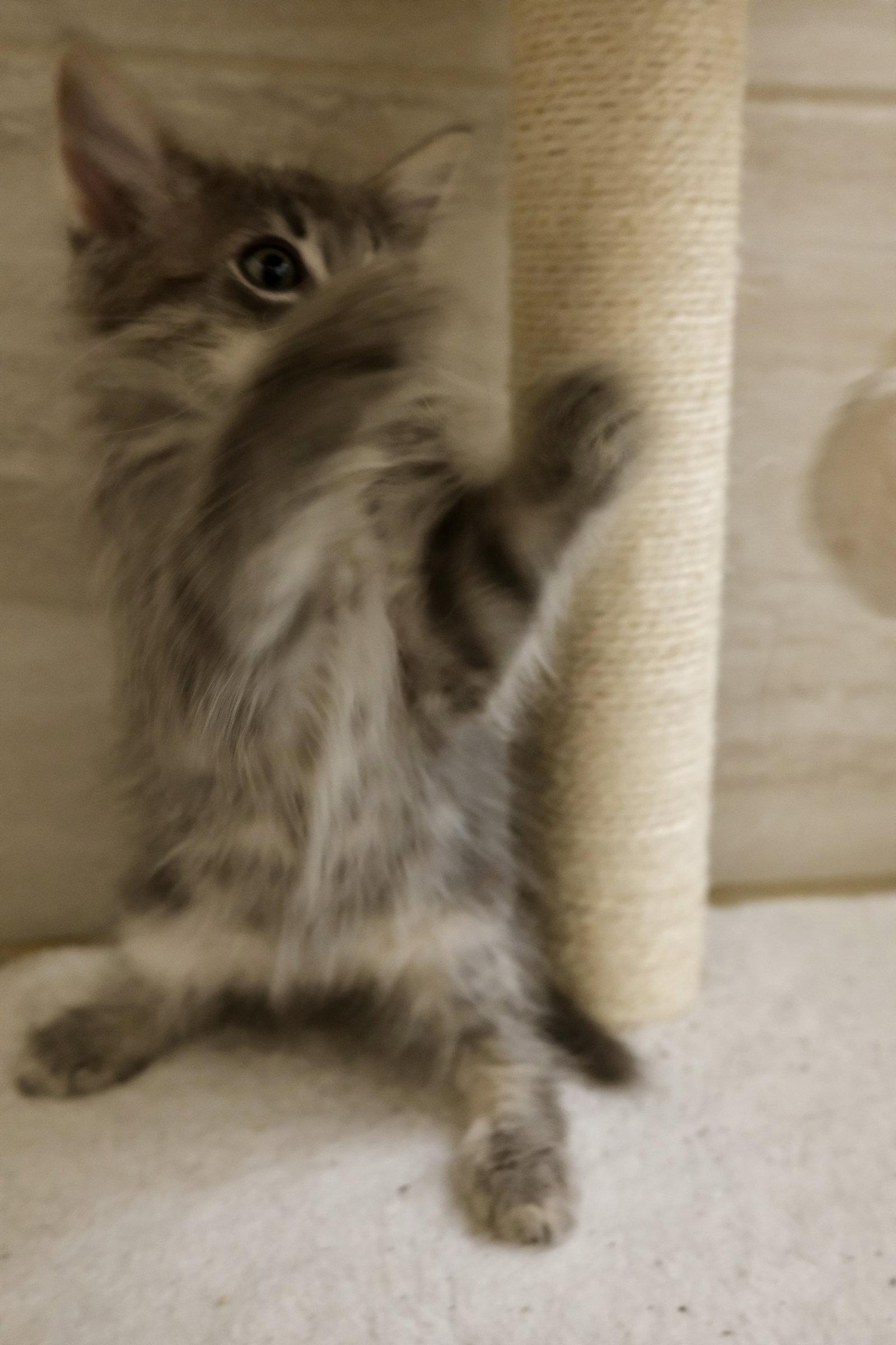 Kirby, Adopted, Kitten Male Tabby & Domestic Long Hair.