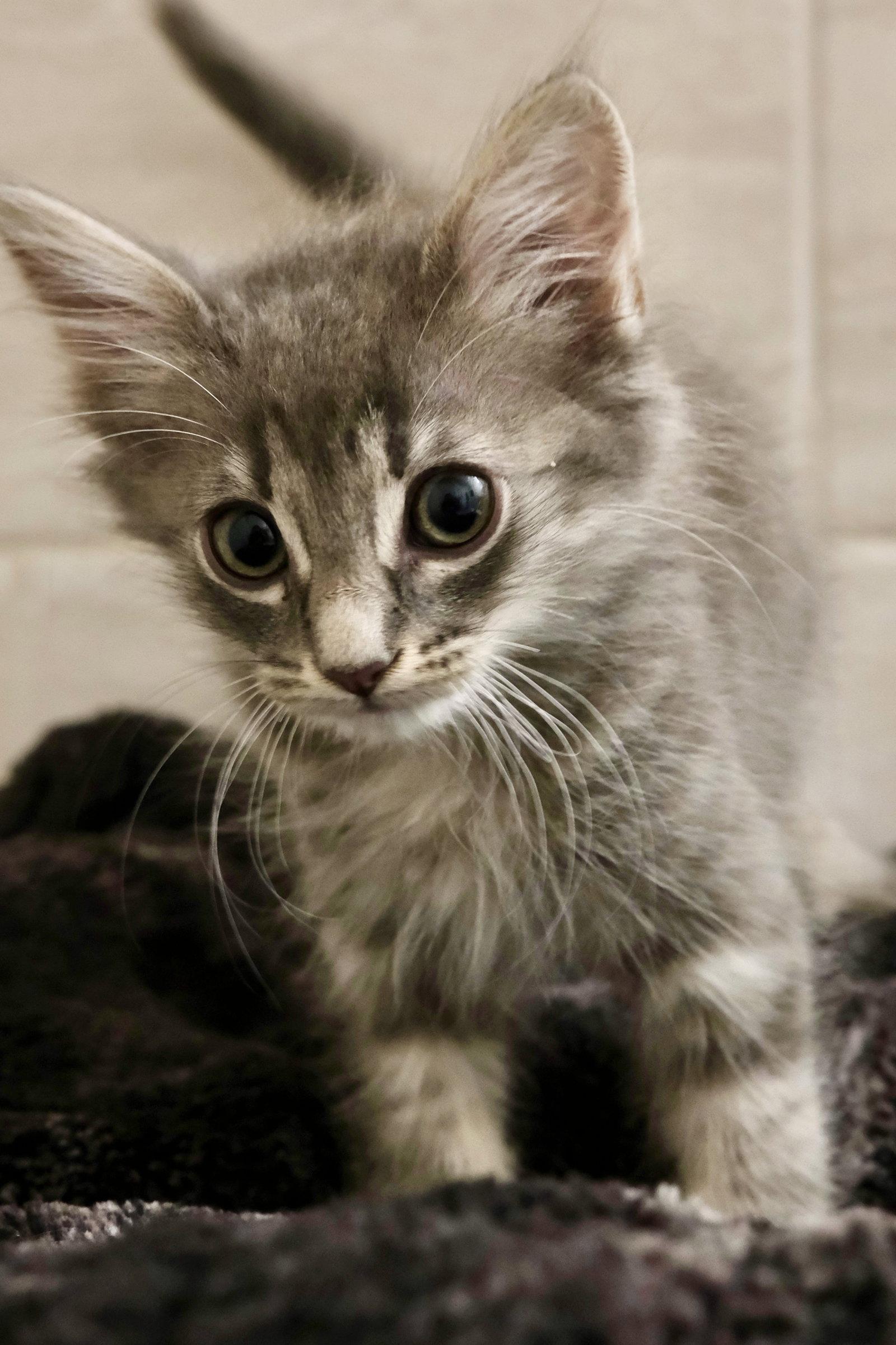 Kirby, a Adopted mixed breed in Walnut Creek, CA image 2/2