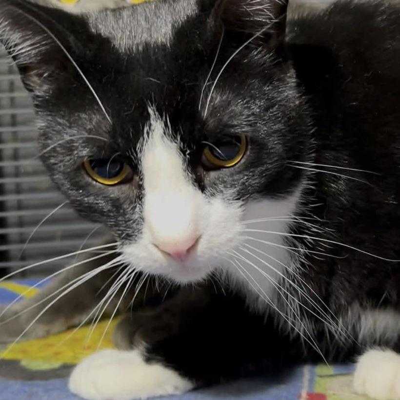 THEODORE, Adoptable, Young Male Domestic Short Hair.