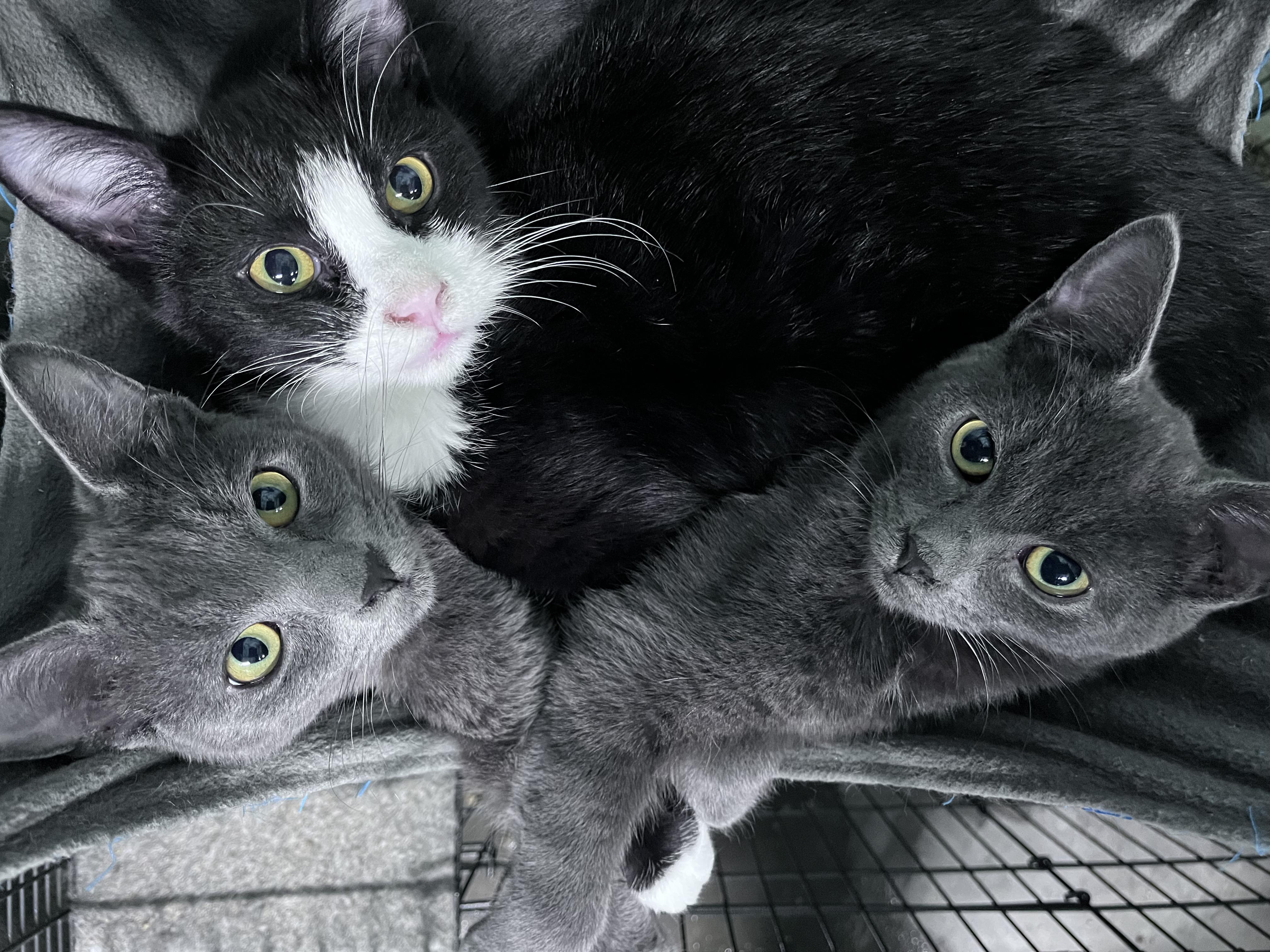 Enlarge THEODORE, a Adoptable Domestic Short Hair in Tillsonburg, ON image 1/4