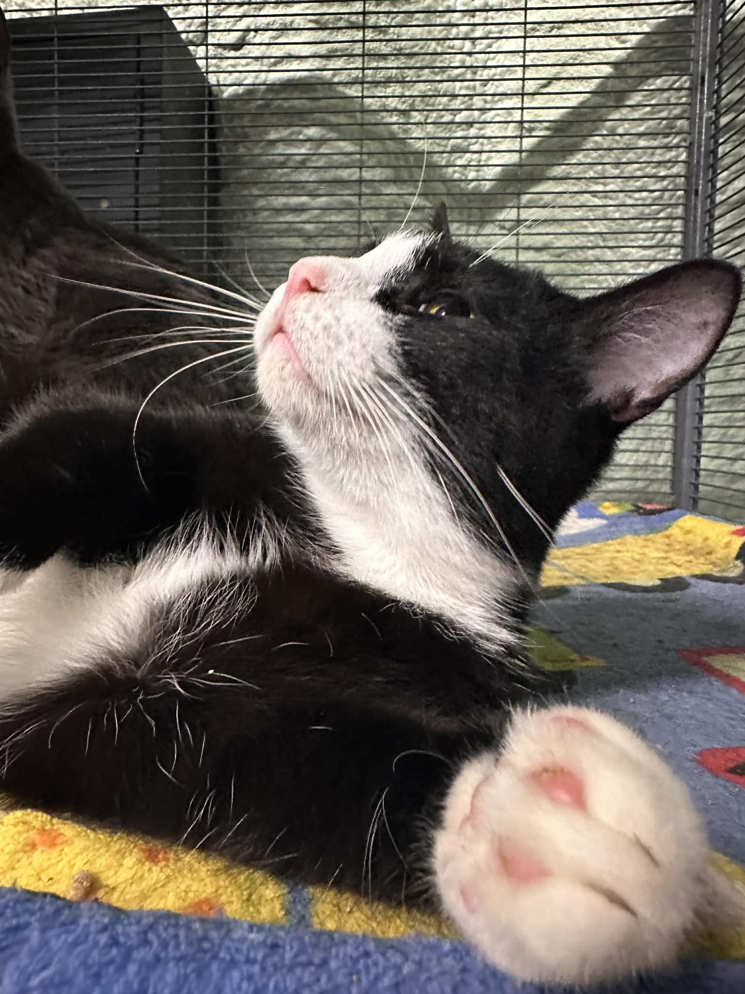 Enlarge THEODORE, a Adoptable Domestic Short Hair in Tillsonburg, ON image 3/6