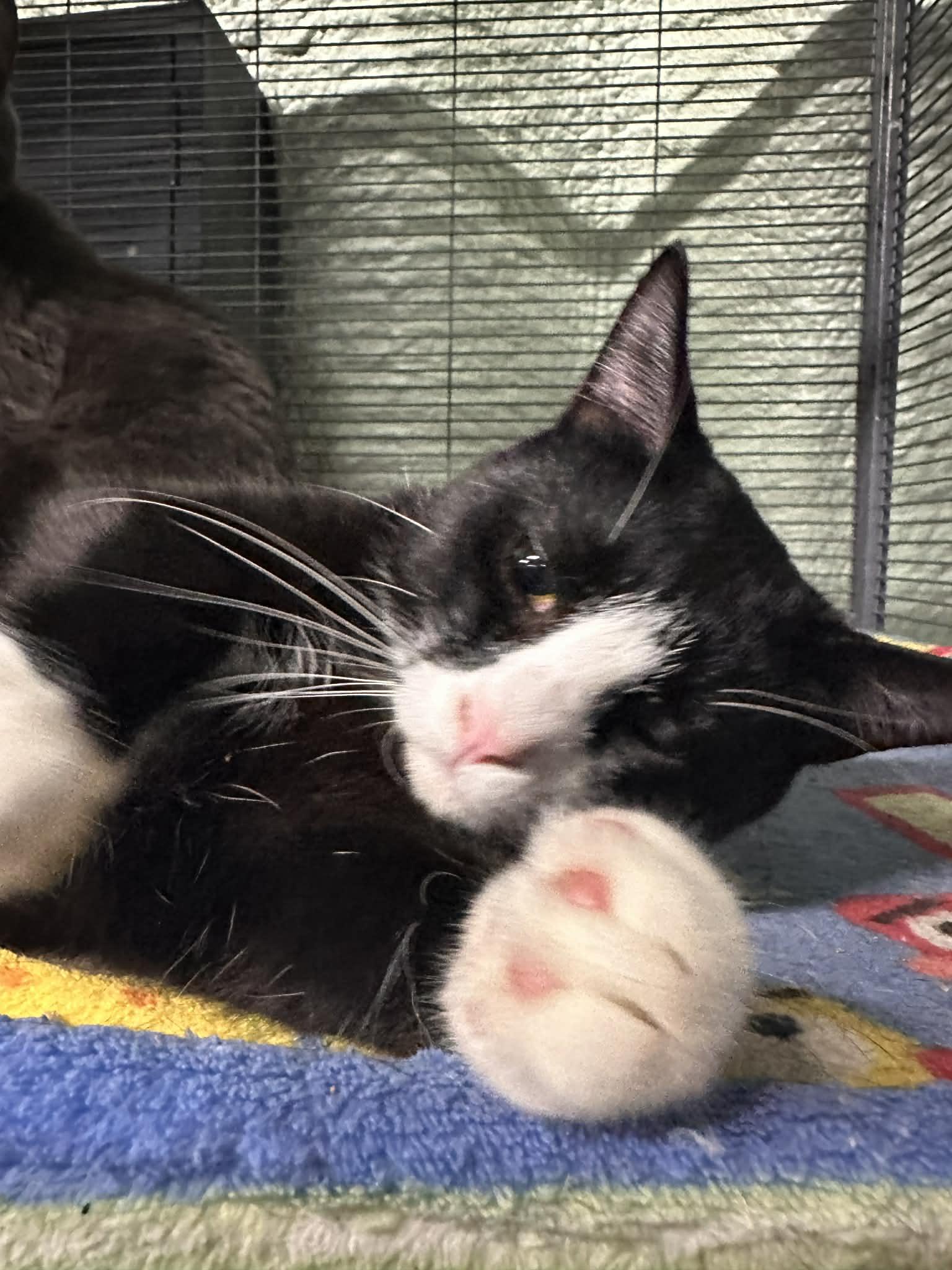 Enlarge THEODORE, a Adoptable Domestic Short Hair in Tillsonburg, ON image 2/6