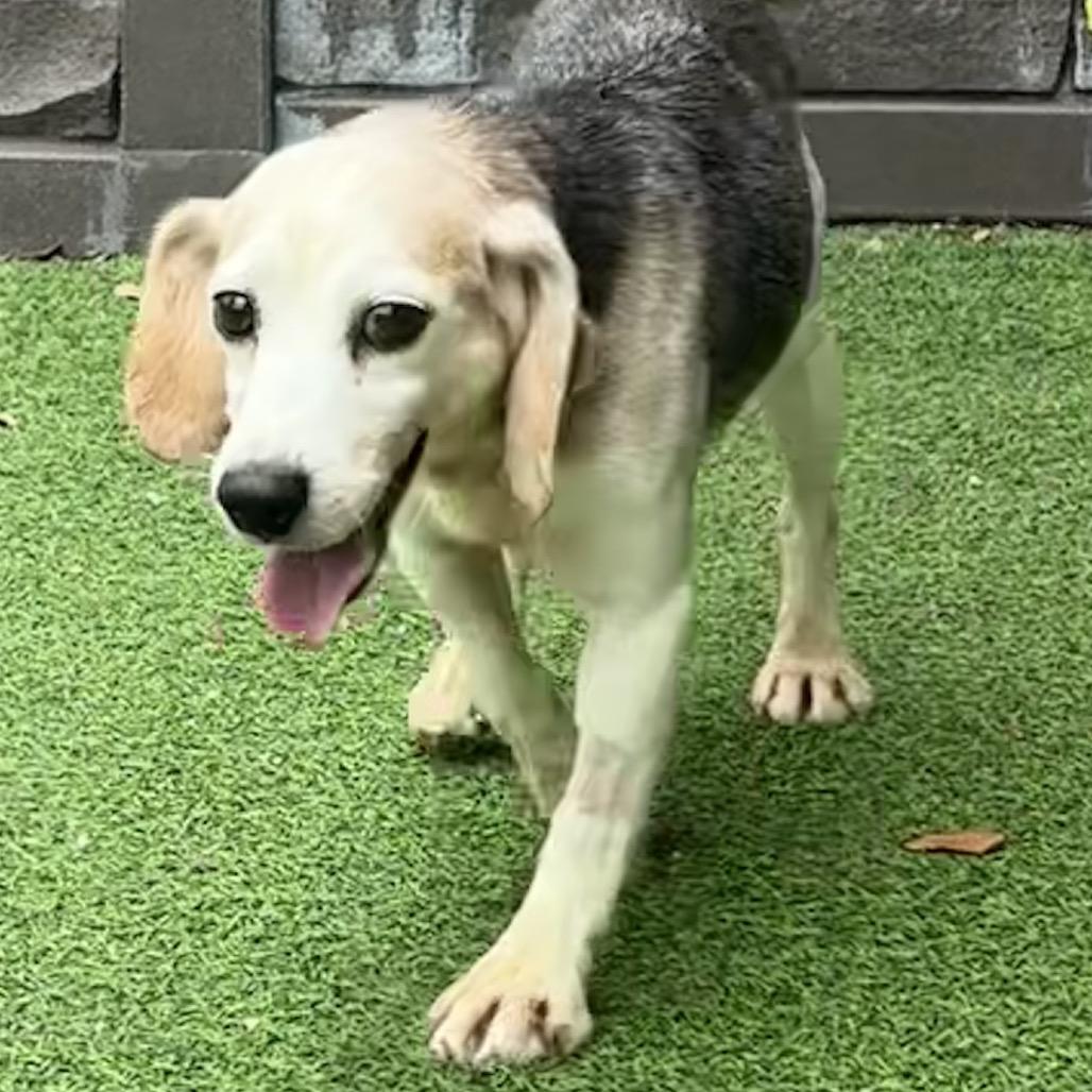 Enlarge Post, a Adoptable Beagle in Lauderhill, FL image 1/1
