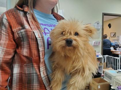 Tinker Bell, Adoptable, Senior Female Mixed Breed & Mixed Breed.