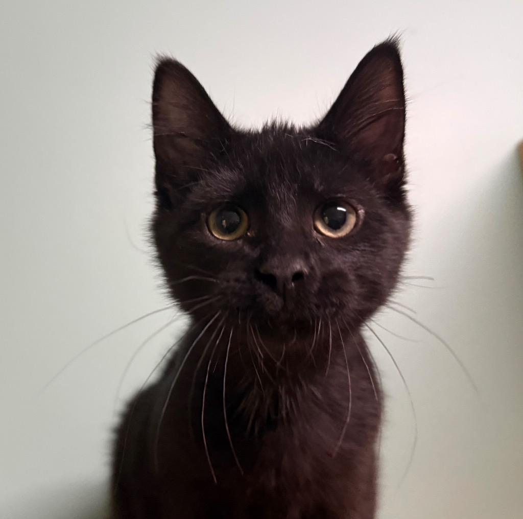 Larry, an adopted Domestic Short Hair in Amery, WI image 1/4