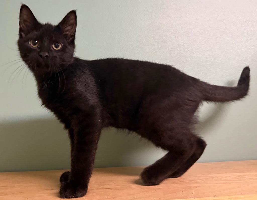Larry, an adopted Domestic Short Hair in Amery, WI image 3/4