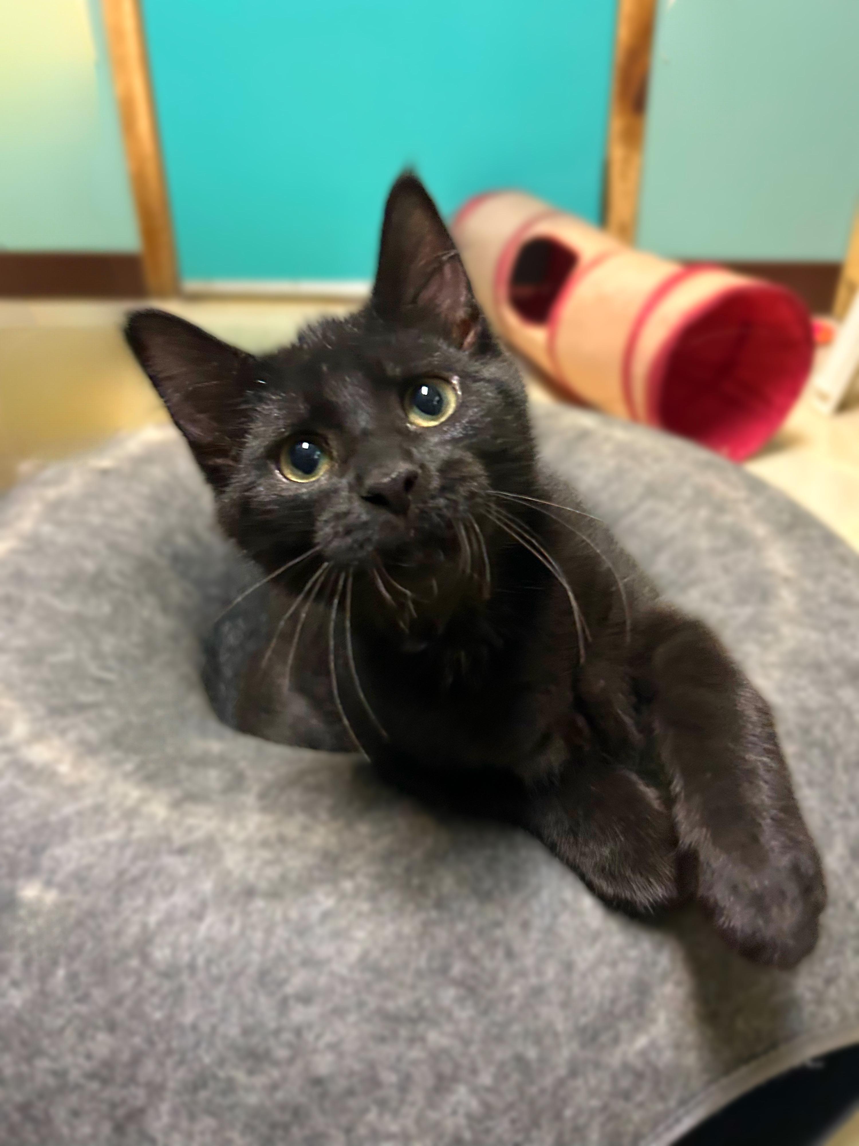 Larry, an adopted Domestic Short Hair in Amery, WI image 4/4