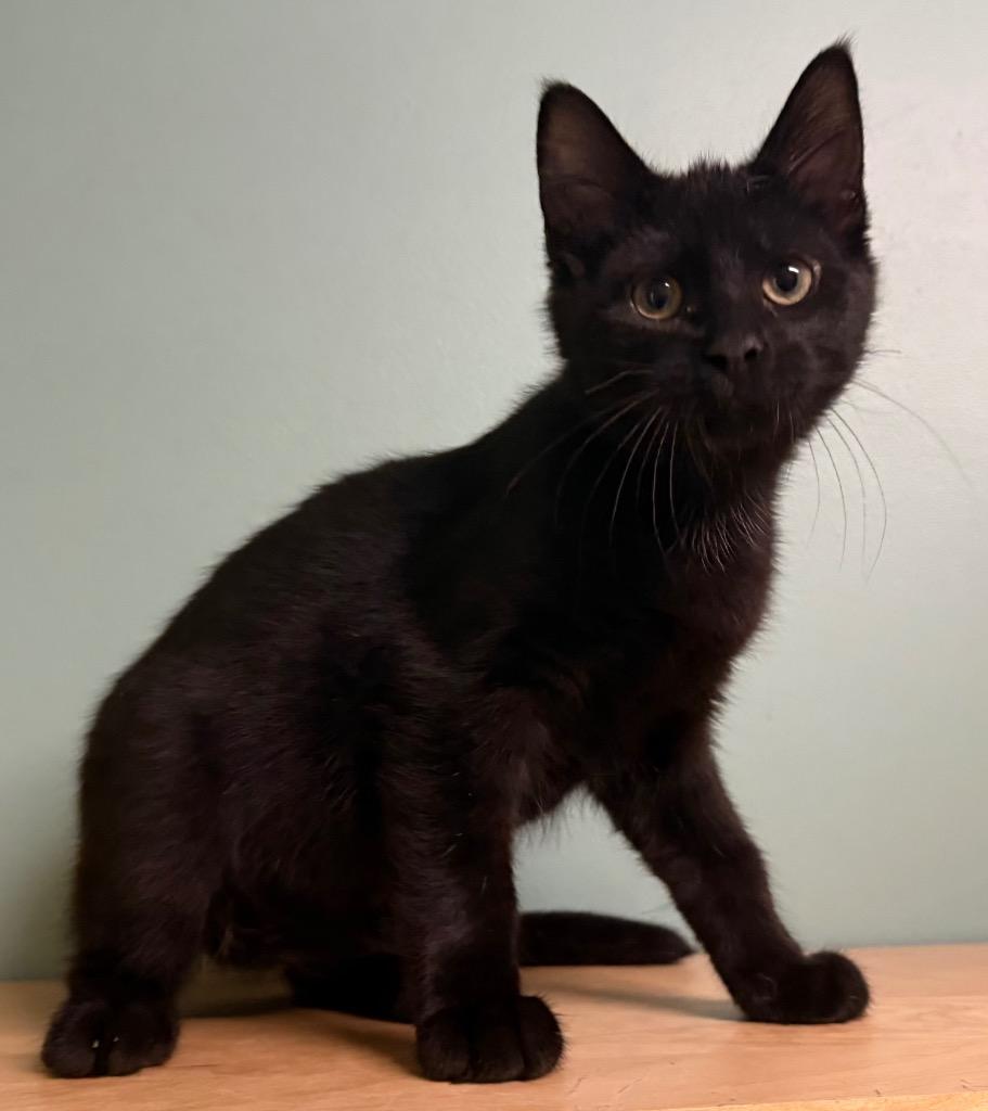 Larry, an adopted Domestic Short Hair in Amery, WI image 2/4