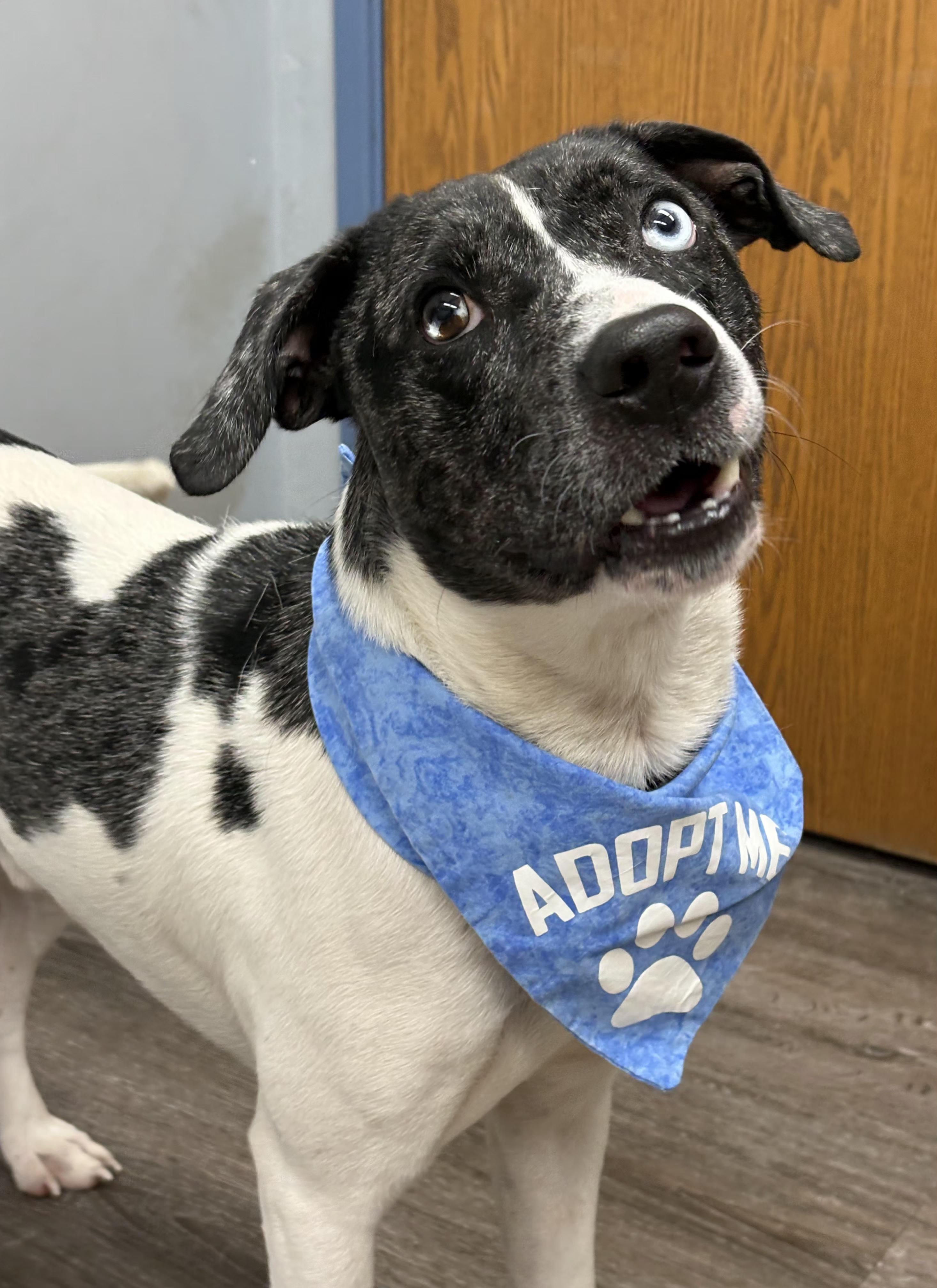 Enlarge Apollo *PRISON PROGRAM*, an adopted mixed breed in Mansfield, OH image 3/4