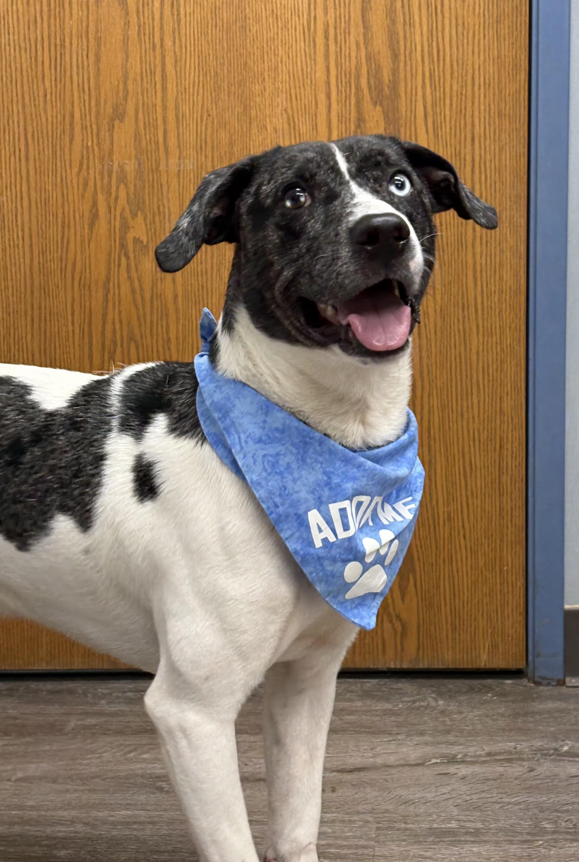 Enlarge Apollo *PRISON PROGRAM*, an adopted mixed breed in Mansfield, OH image 2/4