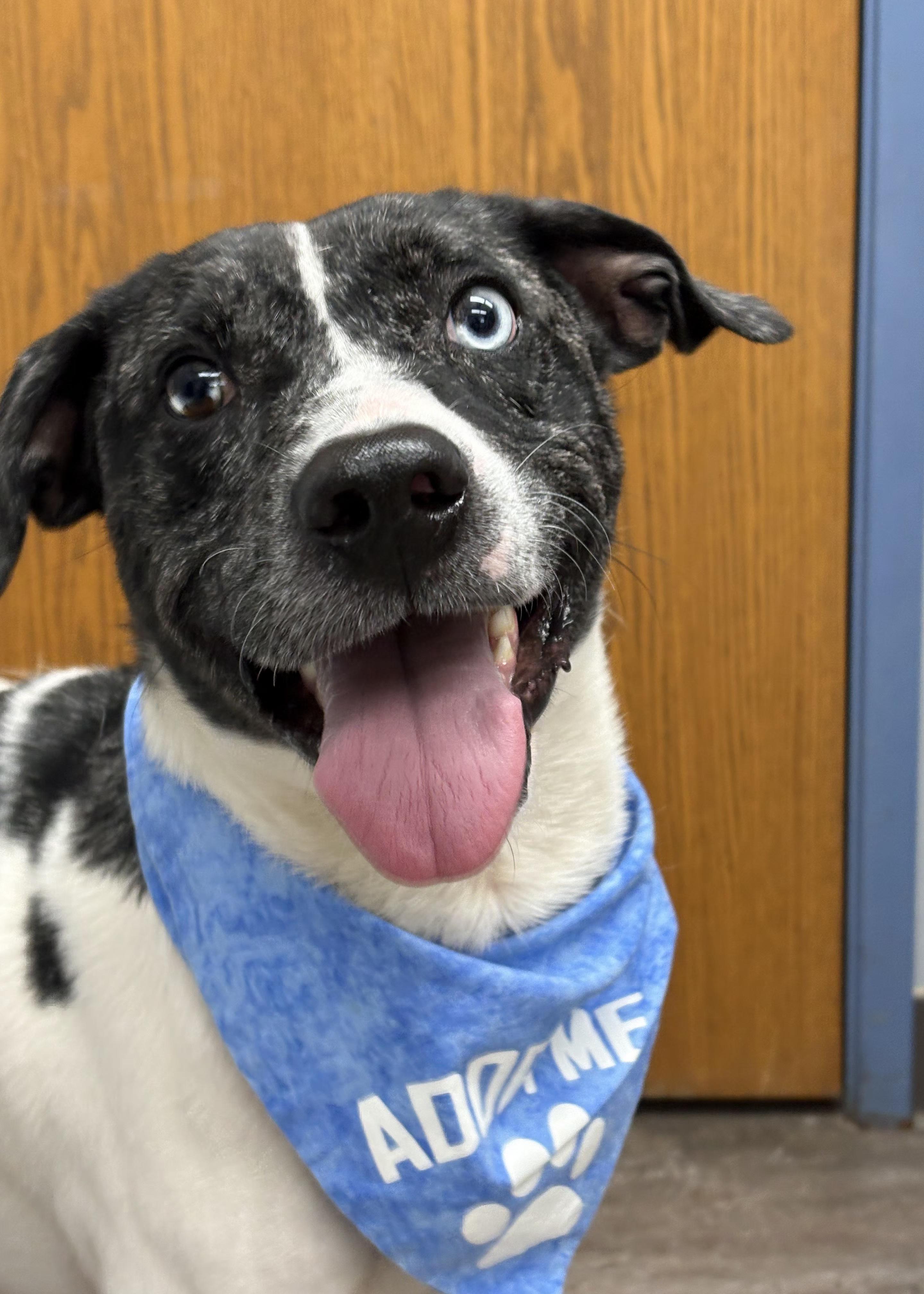 Enlarge Apollo *PRISON PROGRAM*, an adopted mixed breed in Mansfield, OH image 4/4