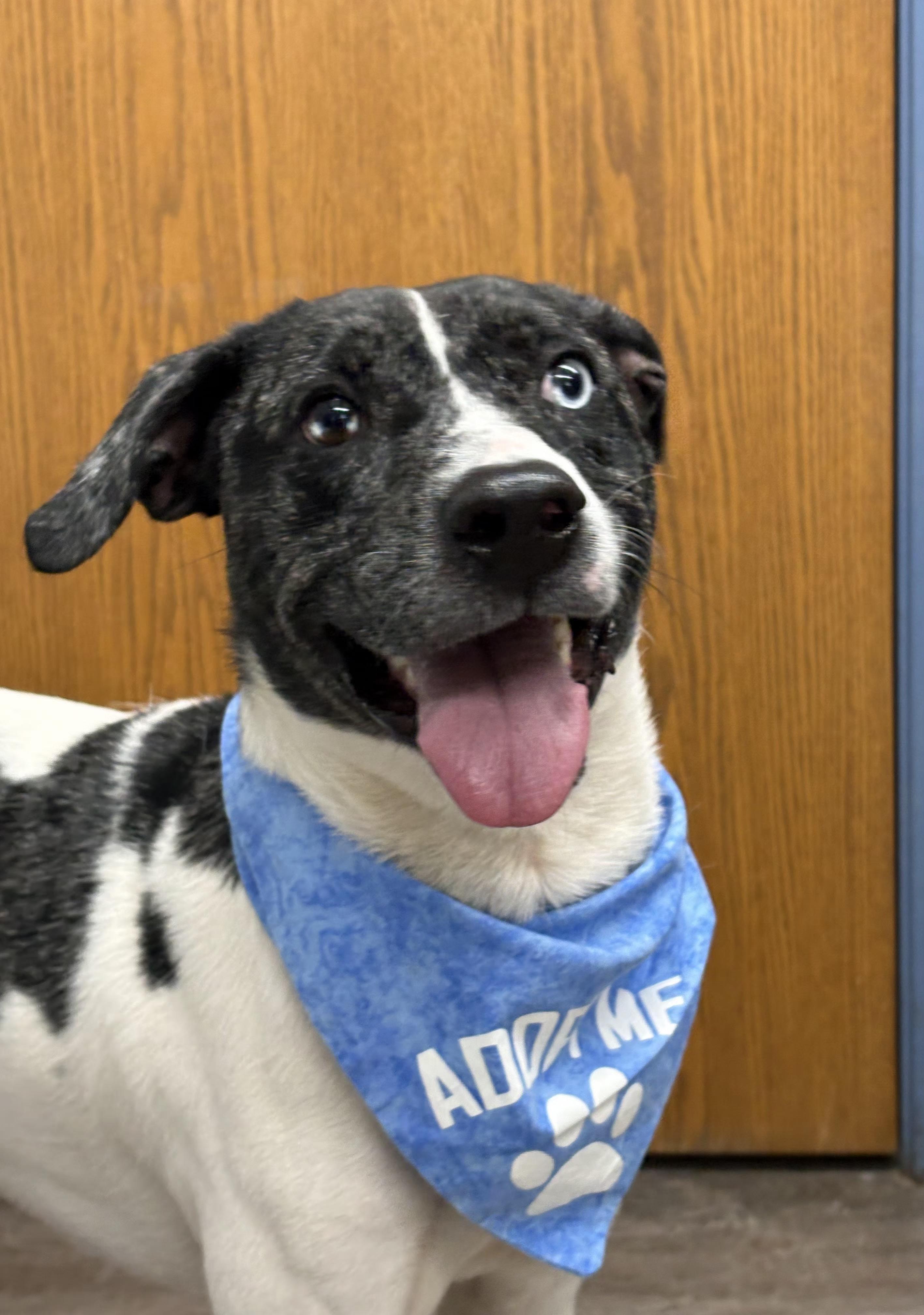 Enlarge Apollo *PRISON PROGRAM*, an adopted mixed breed in Mansfield, OH image 1/4