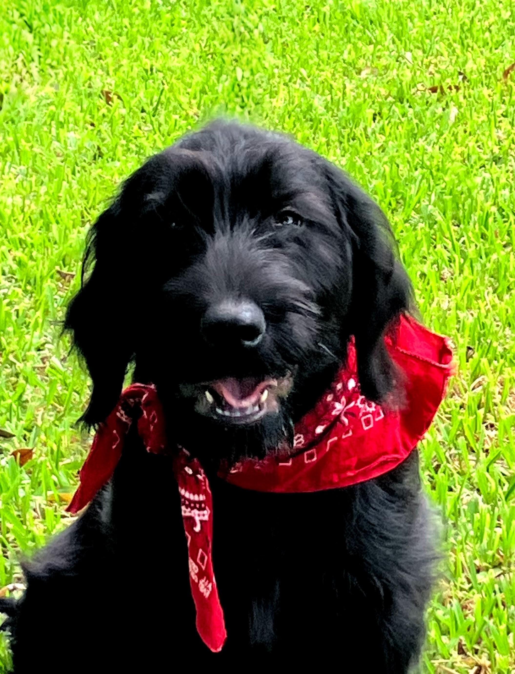 Annie, ADOPTABLE, Puppy Female Labrador Retriever & Poodle.