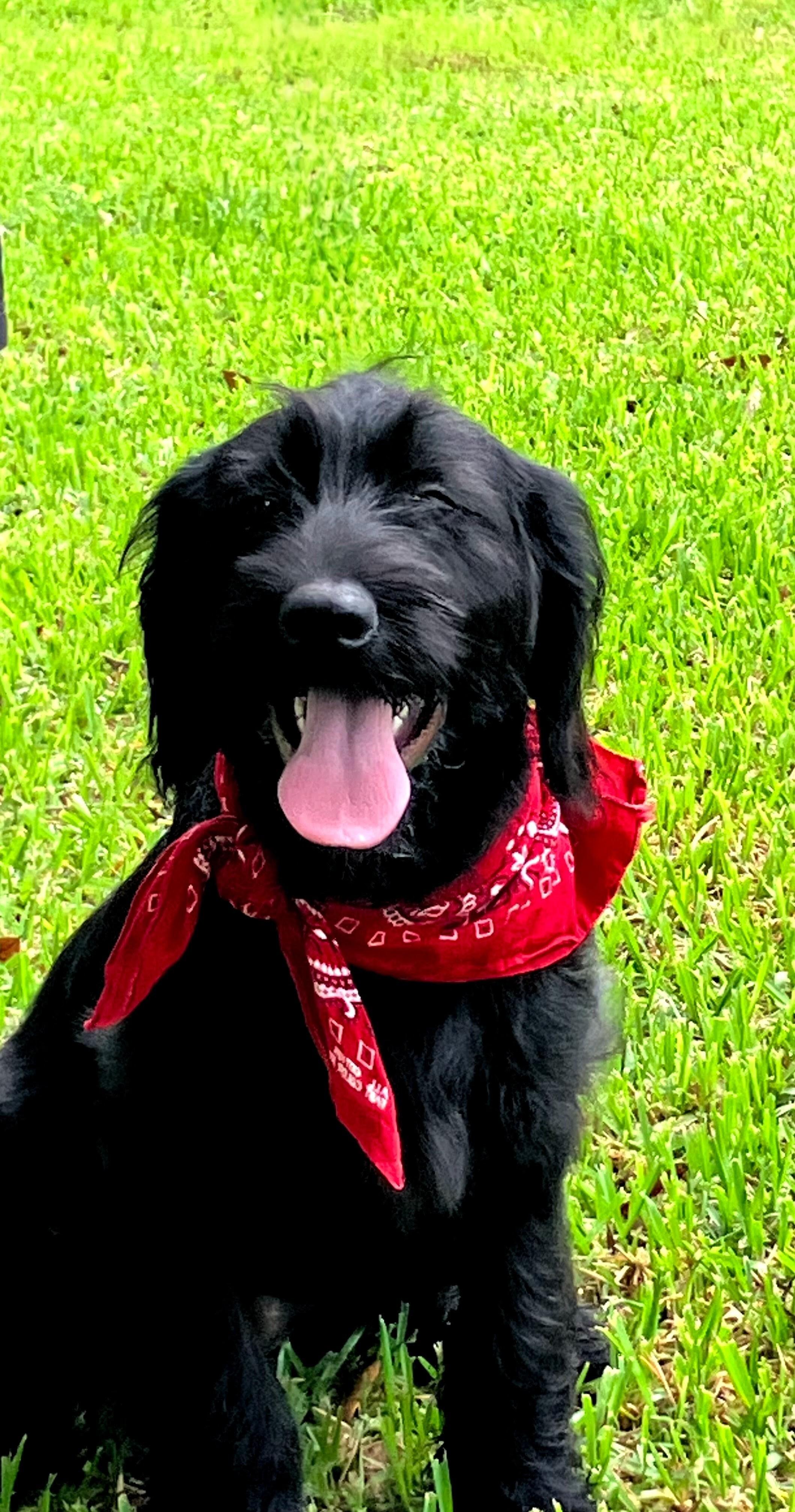 Enlarge Annie, a ADOPTABLE mixed breed in Willington, CT image 2/4