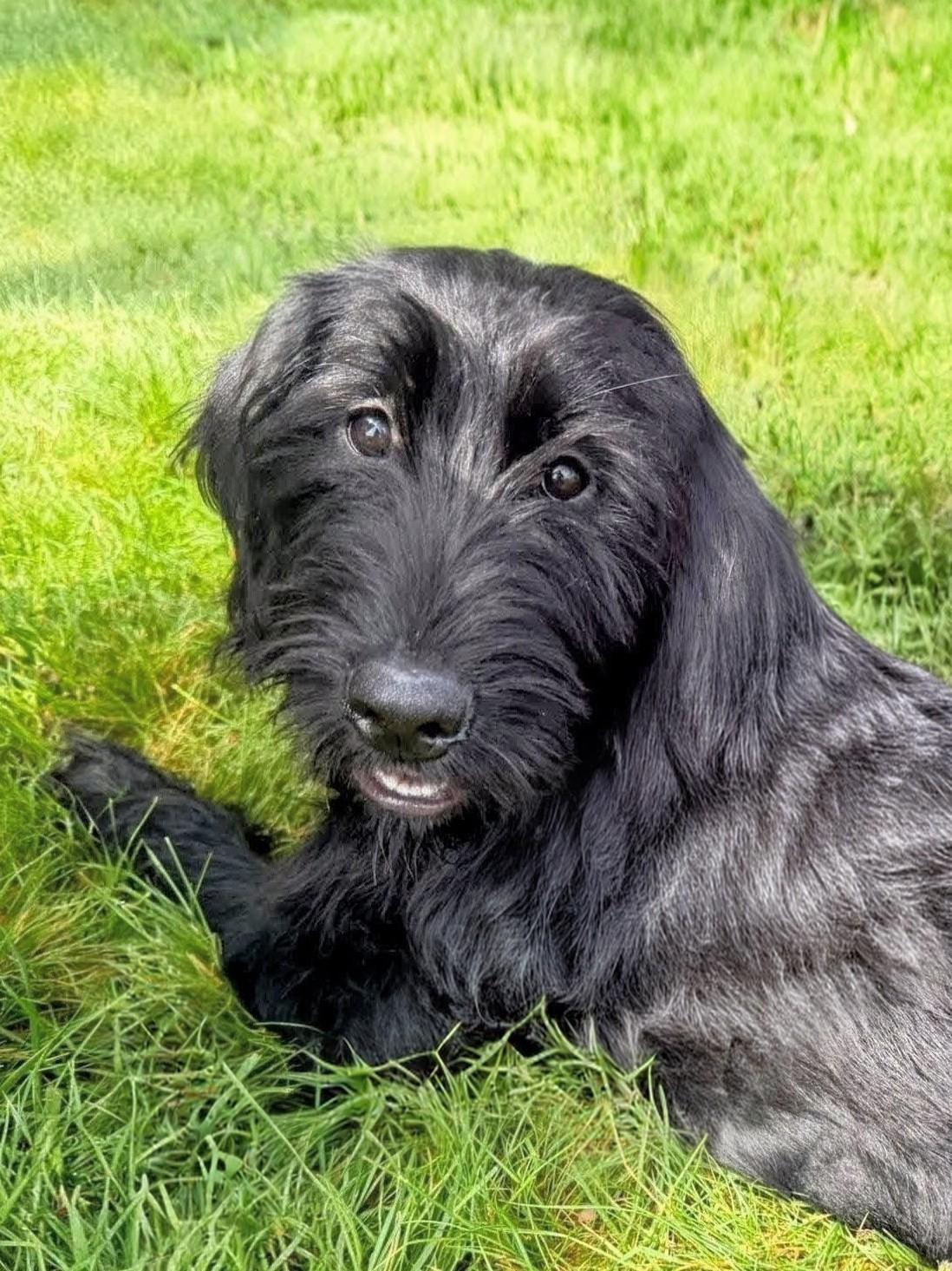 Annie - In NJ , an adopted mixed breed in Willington, CT image 2/6