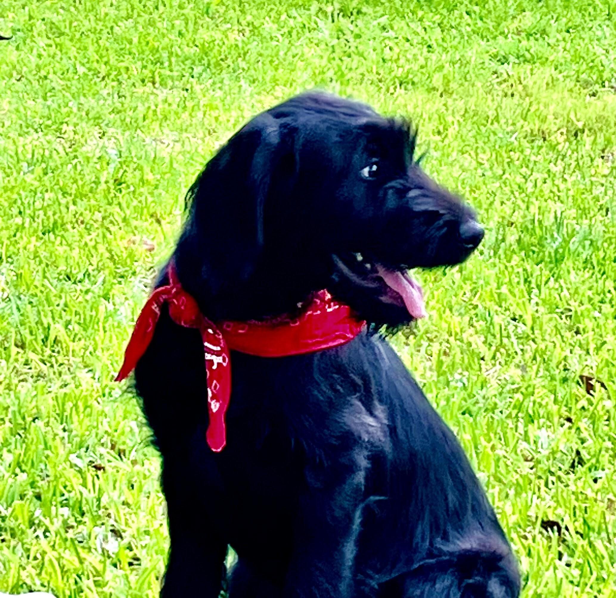 Enlarge Annie, a ADOPTABLE mixed breed in Willington, CT image 3/4