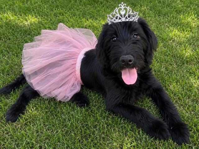 Annie - In NJ  , adopted, Puppy Female Labrador Retriever & Labradoodle.