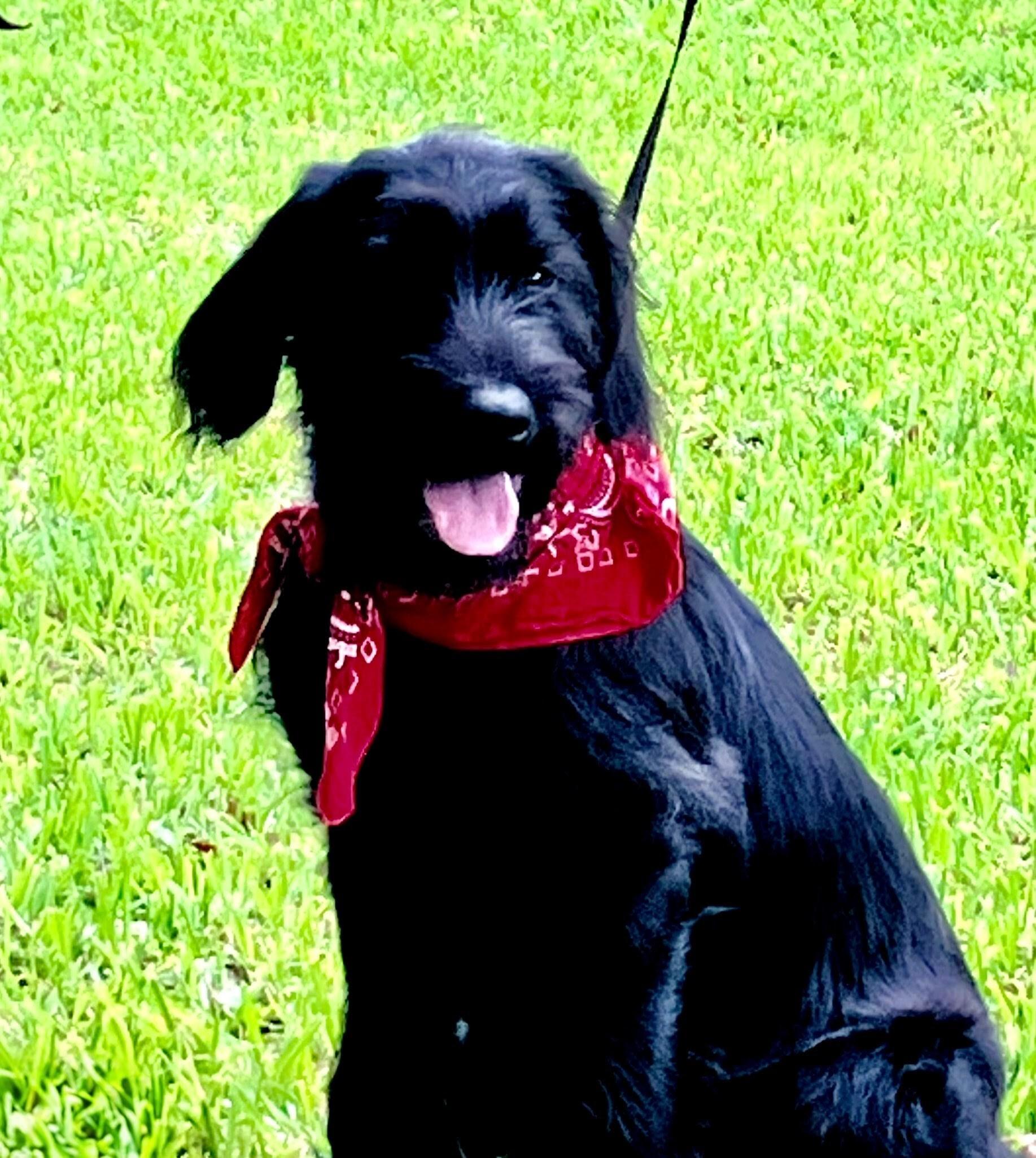 Enlarge Annie, a ADOPTABLE mixed breed in Willington, CT image 4/4