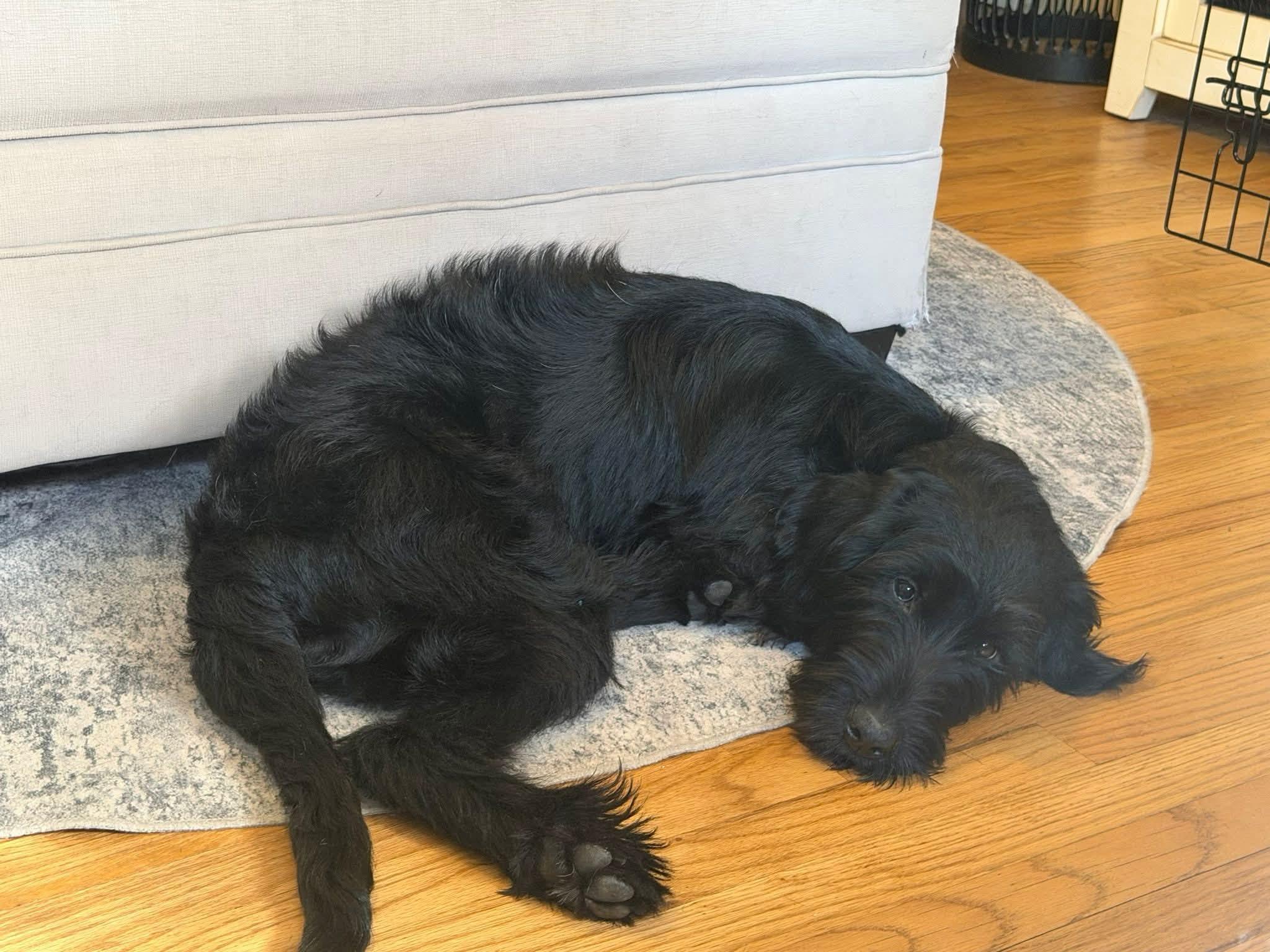 Annie - In NJ , an adopted mixed breed in Willington, CT image 3/6