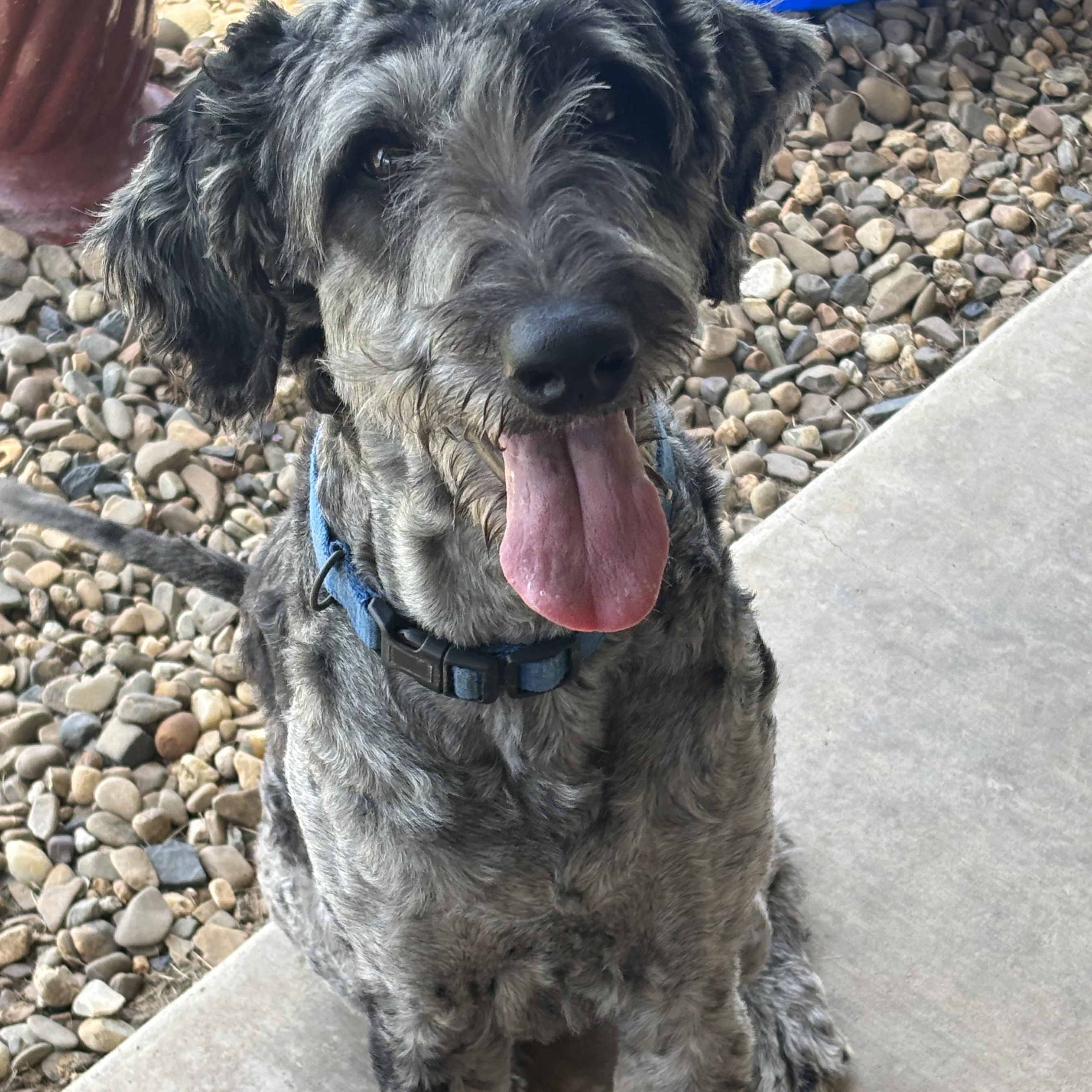 Hoagie, an adoptable Aussiedoodle in Dallas, TX, 75206 | Photo Image 1