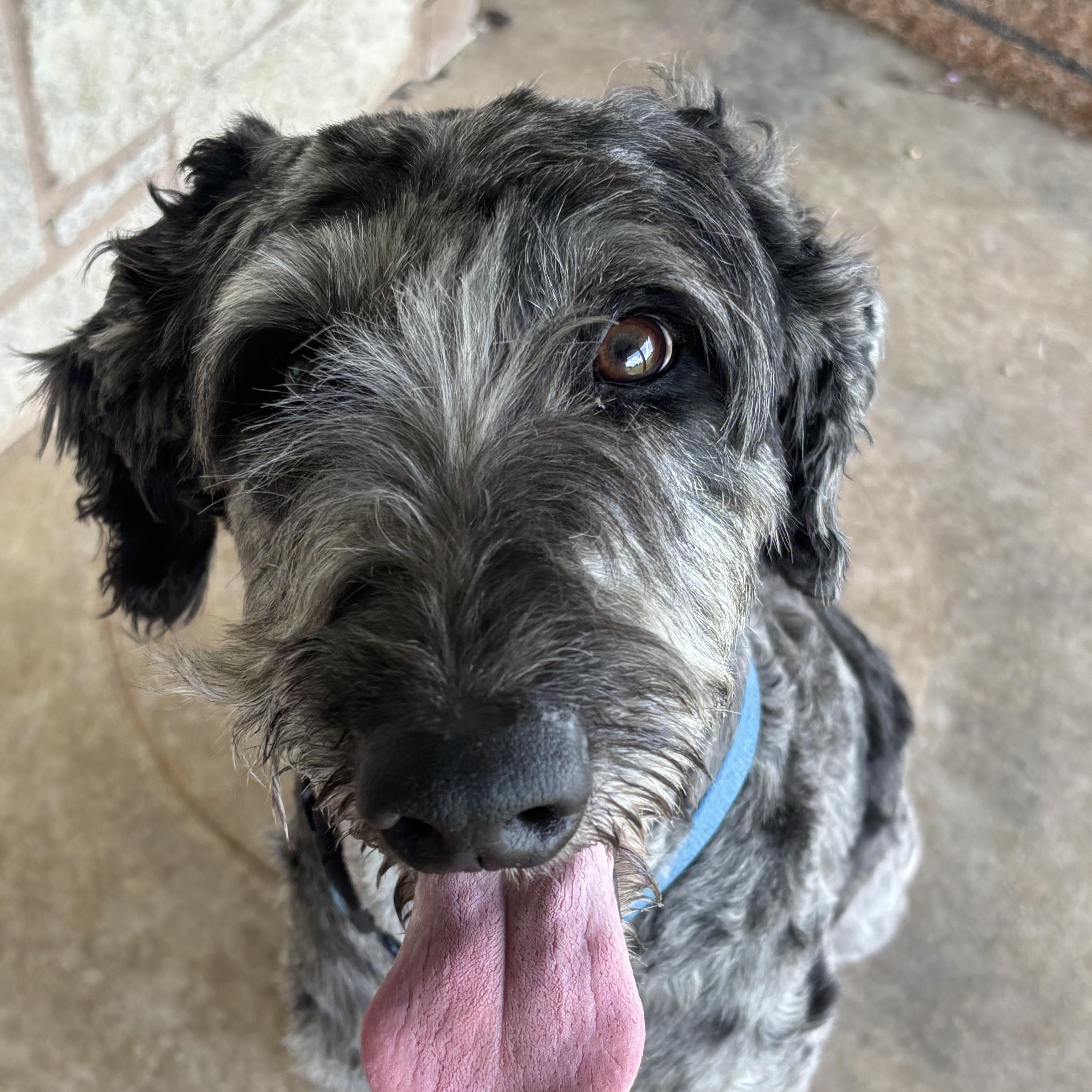 Hoagie, an adoptable Aussiedoodle in Dallas, TX, 75206 | Photo Image 4