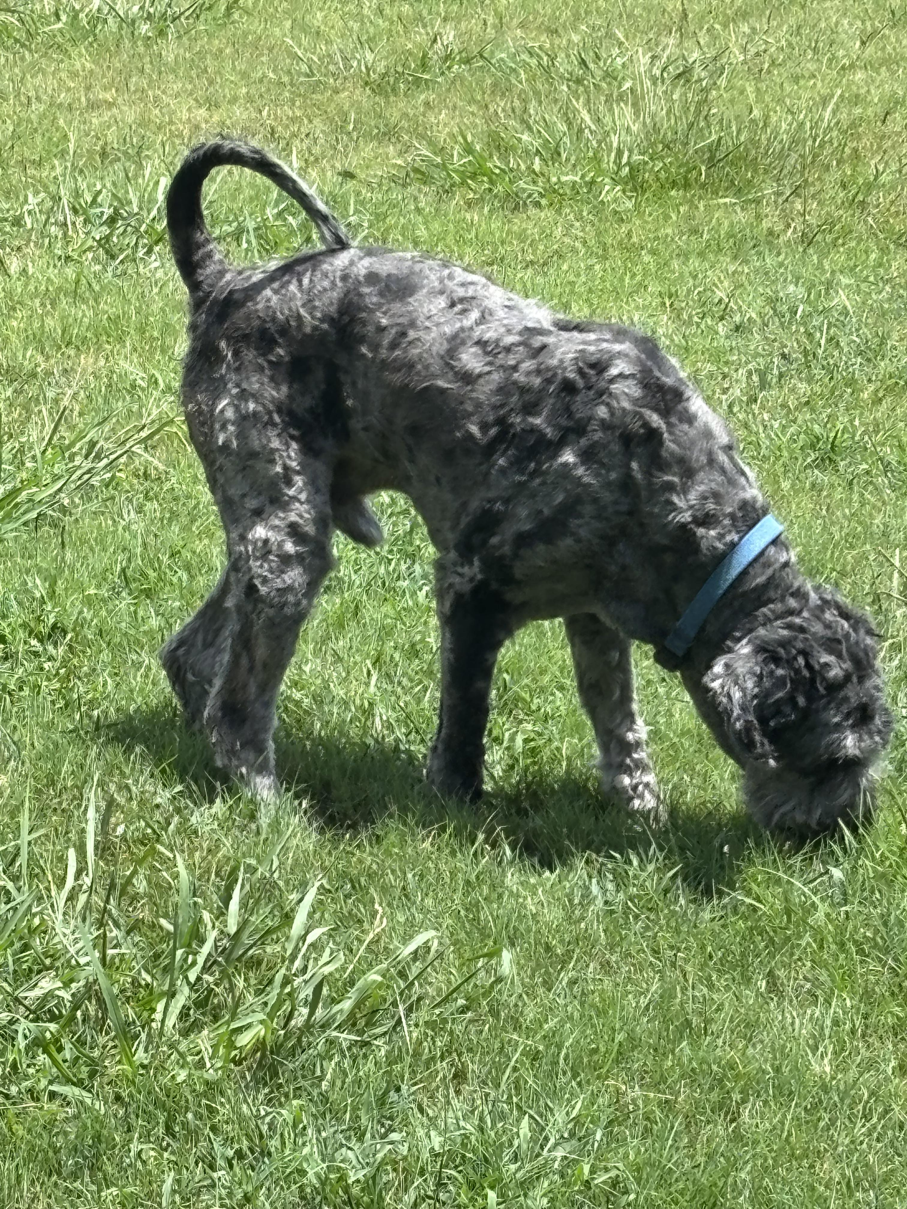 Hoagie, an adoptable Aussiedoodle in Dallas, TX, 75206 | Photo Image 3