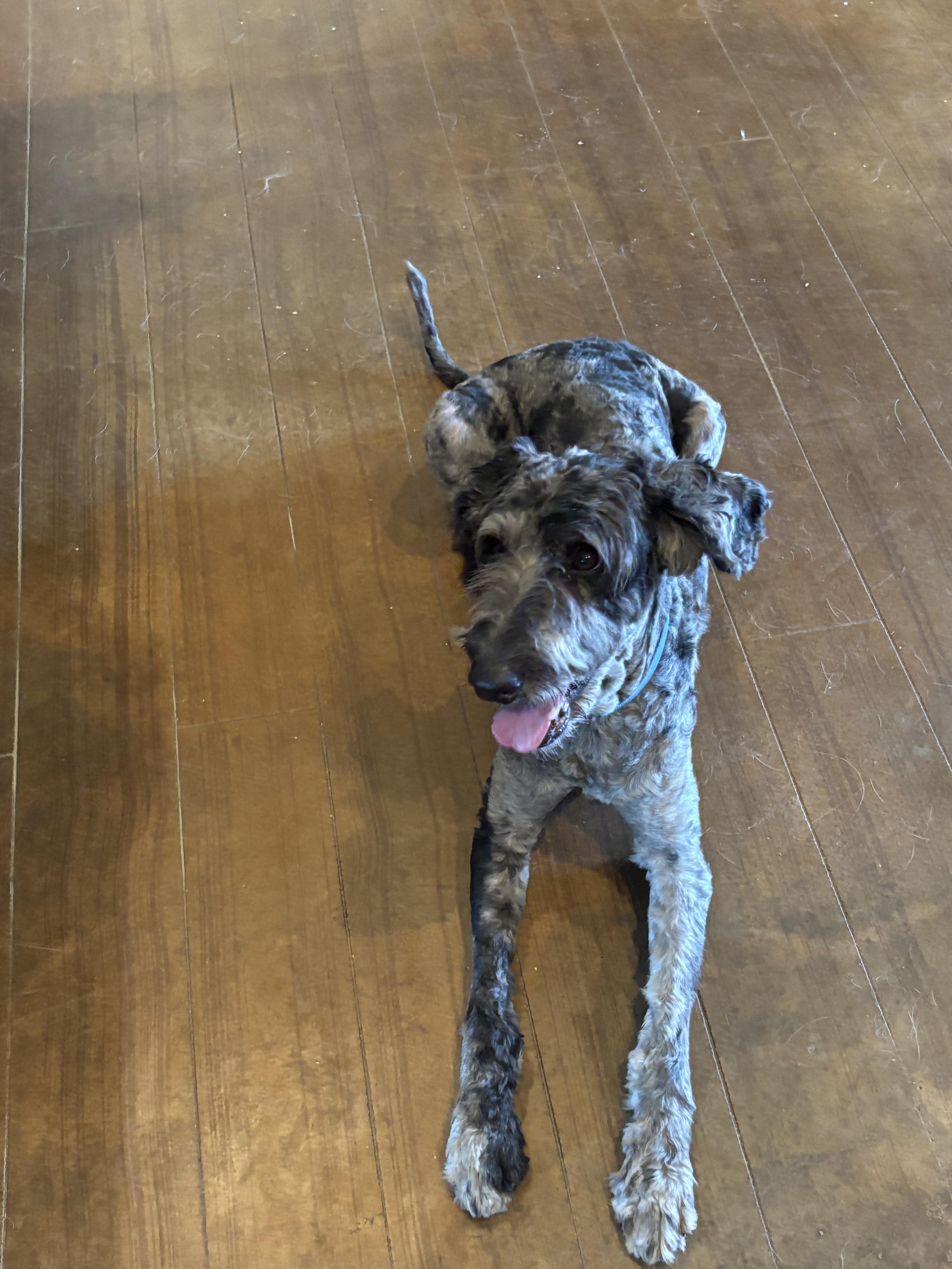 Hoagie, an adoptable Aussiedoodle in Dallas, TX, 75206 | Photo Image 2