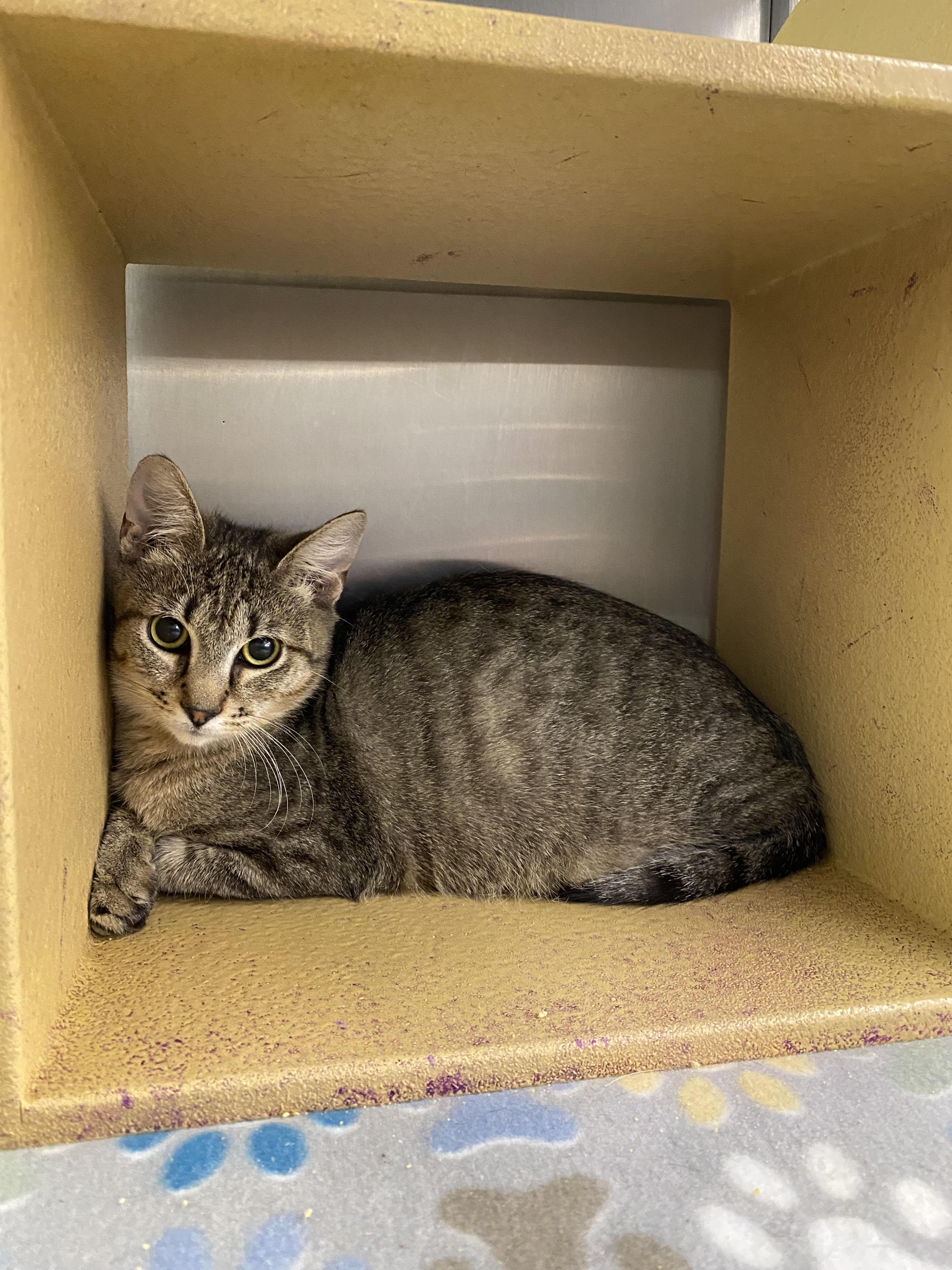Enlarge Noelle, a ADOPTABLE Domestic Short Hair in El Reno, OK image 3/3