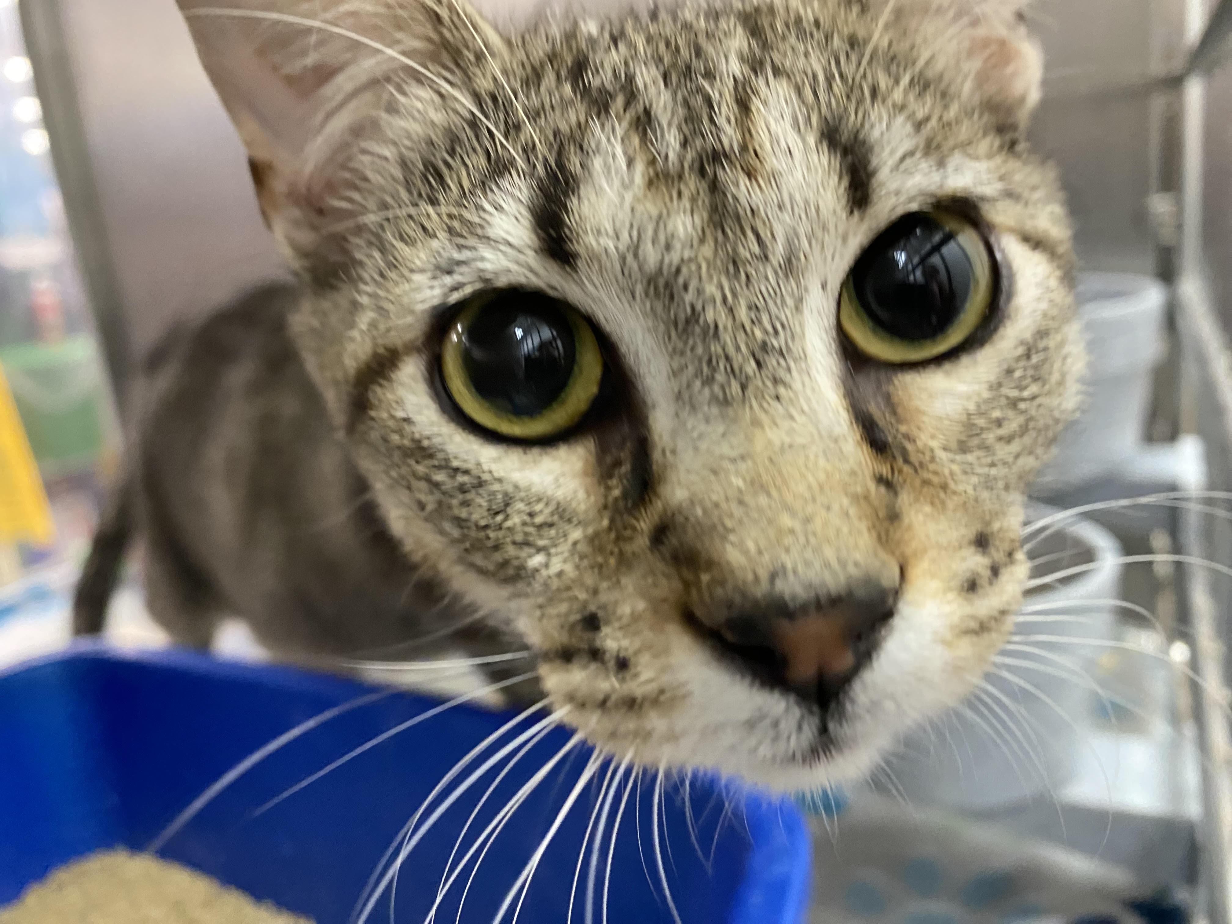 Enlarge Noelle, a ADOPTABLE Domestic Short Hair in El Reno, OK image 2/3