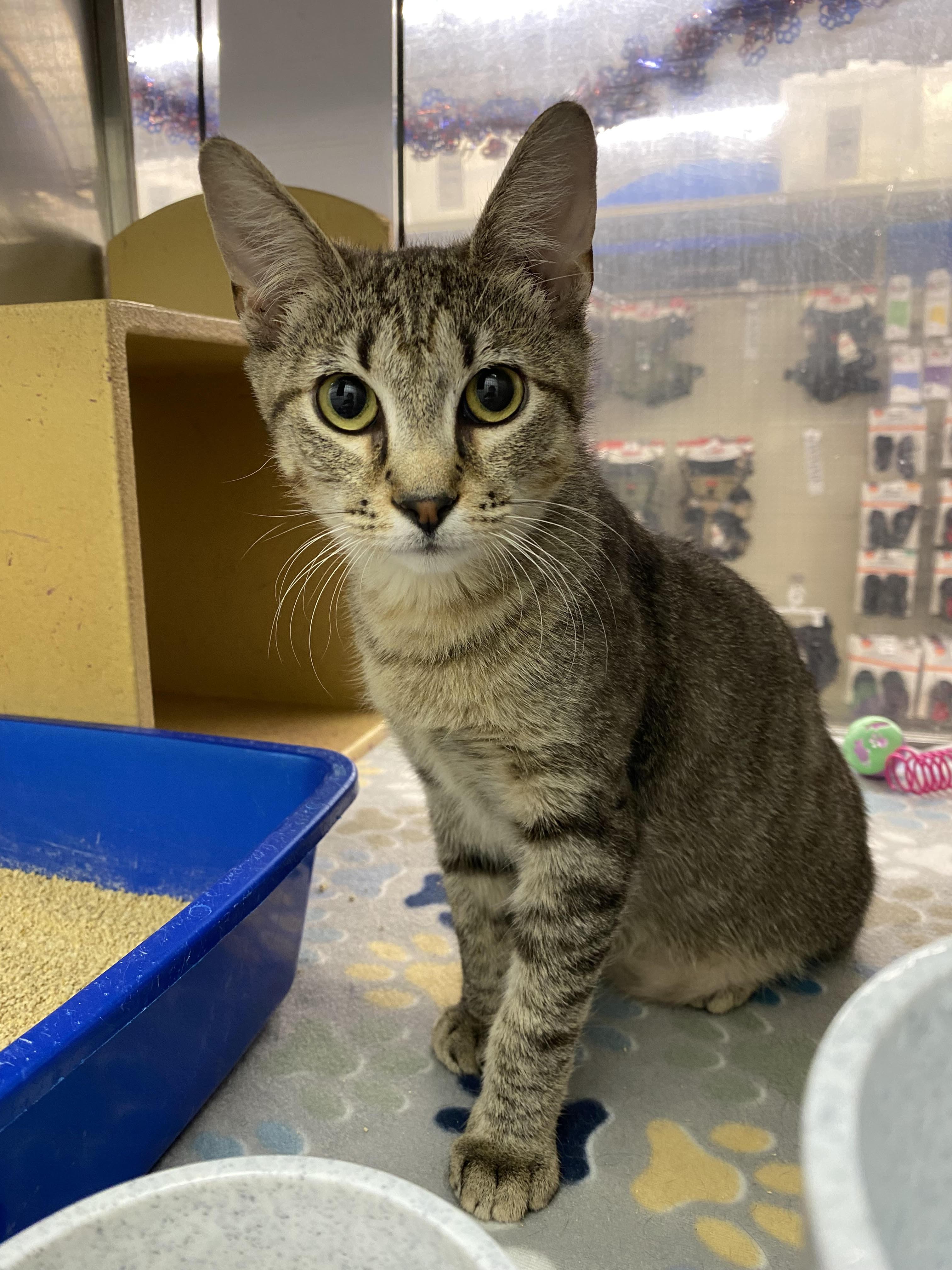 Noelle, ADOPTABLE, Adult Male Domestic Short Hair.