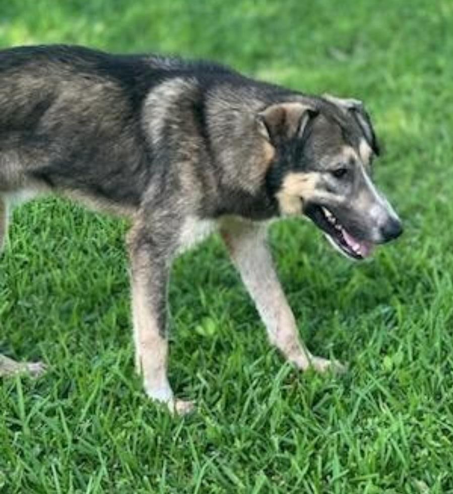 Enlarge Bubba, a Adoptable mixed breed in North Wales, PA image 3/3
