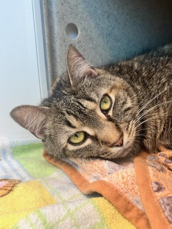 Enlarge Eva (ID 51265/1405), an adoptable Domestic Short Hair in Manassas, VA image 1/1
