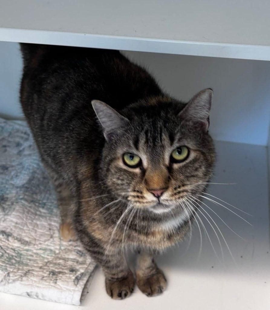 Enlarge Eva (ID 51265/1405), an adopted Domestic Short Hair in Manassas, VA image 1/2