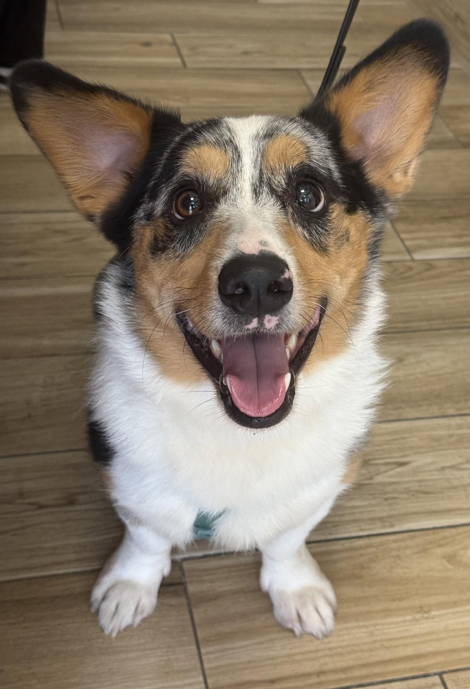 Cruise, Adoptable, Adult Male Corgi.