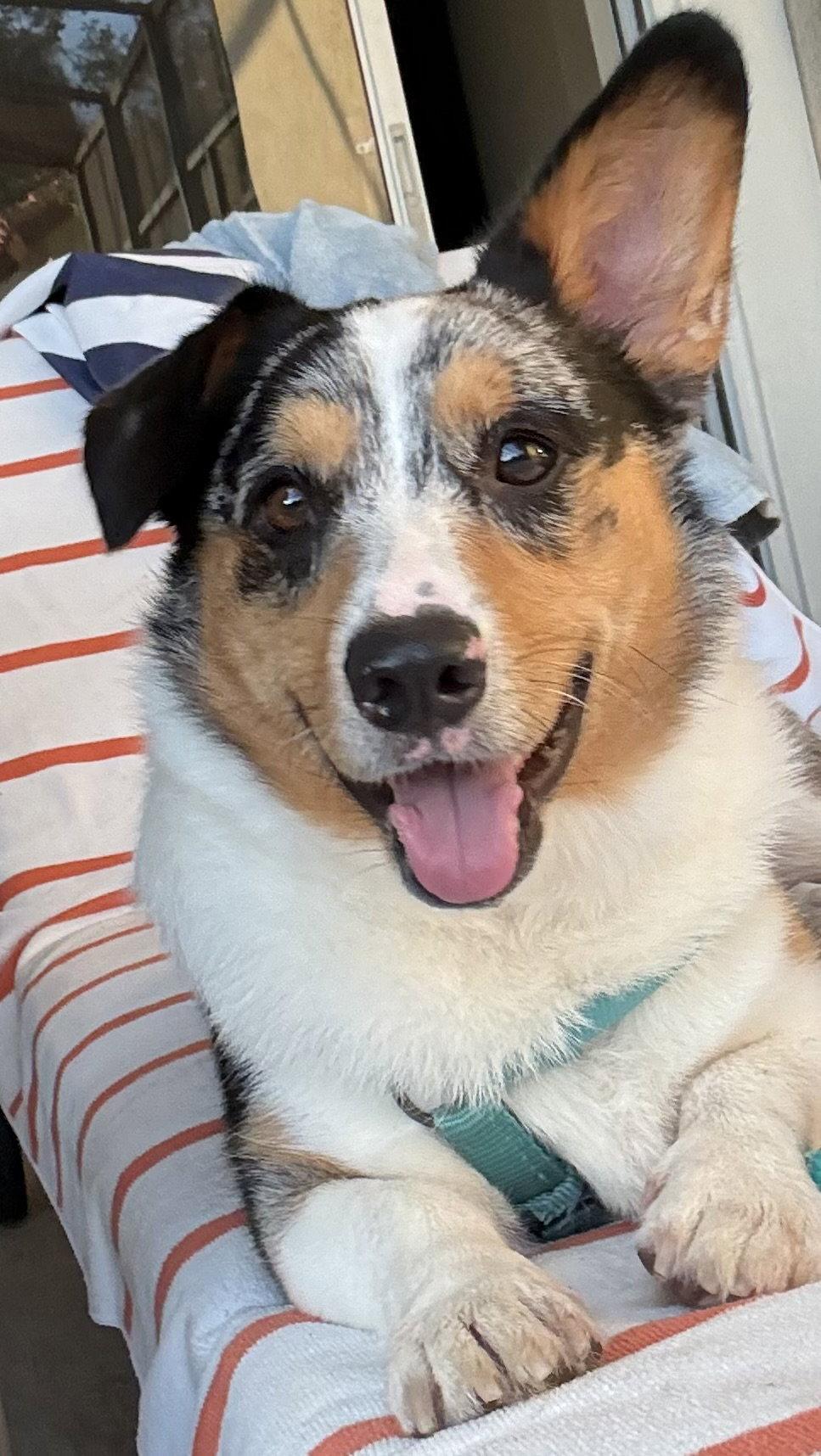 Cruise, a Adoptable Corgi in Valrico, FL image 2/3