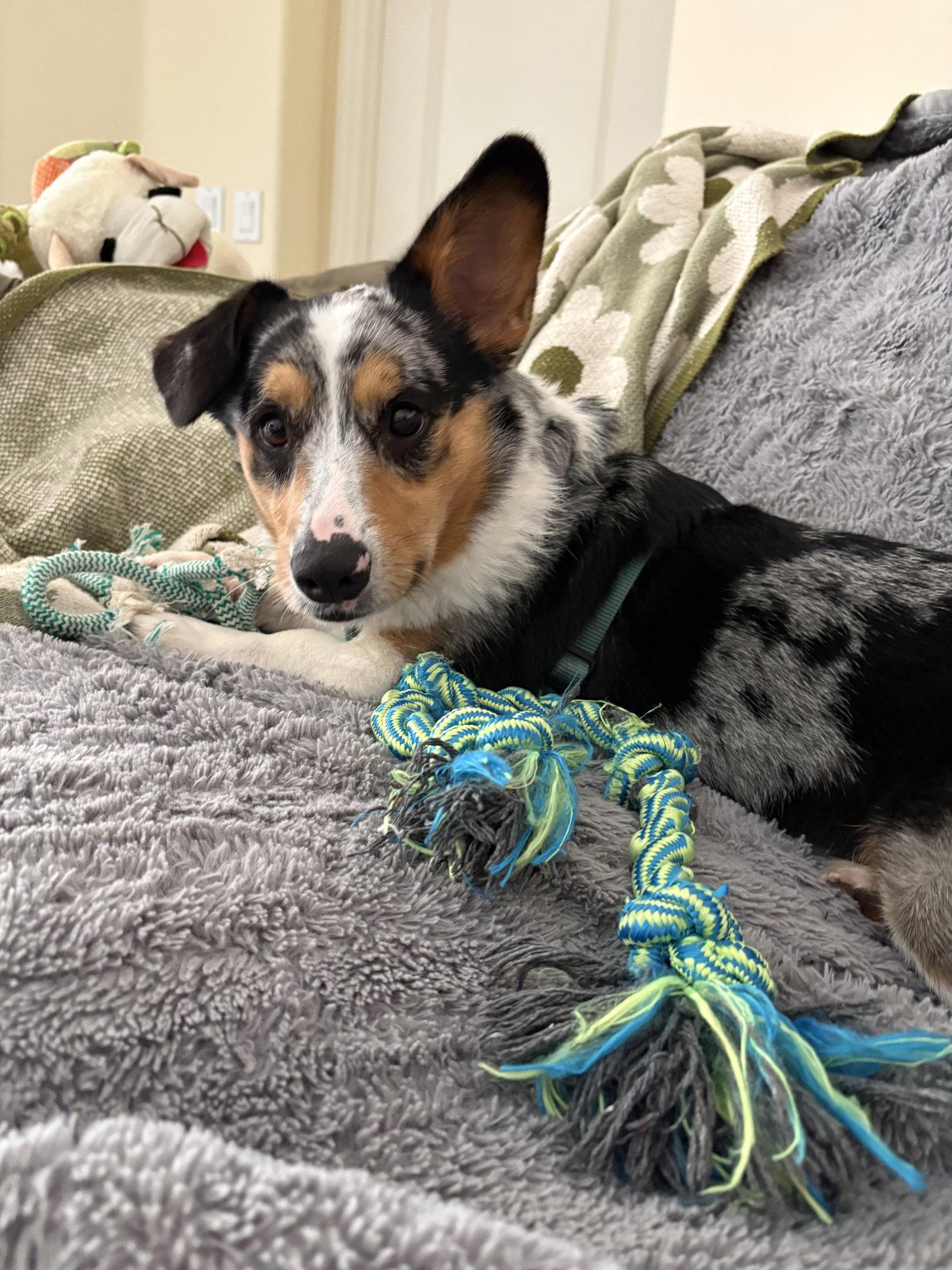Enlarge Cruise, a Adoptable Corgi in Valrico, FL image 2/3
