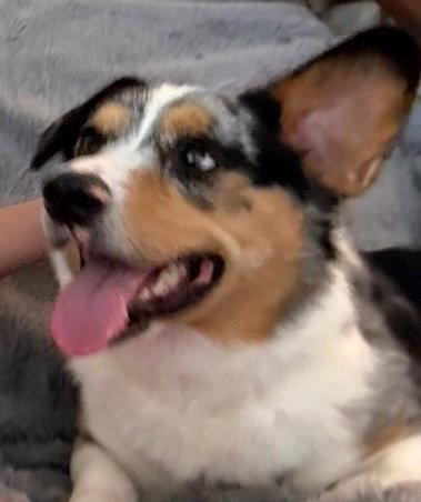 Enlarge Cruise, a Adoptable Corgi in Valrico, FL image 3/3
