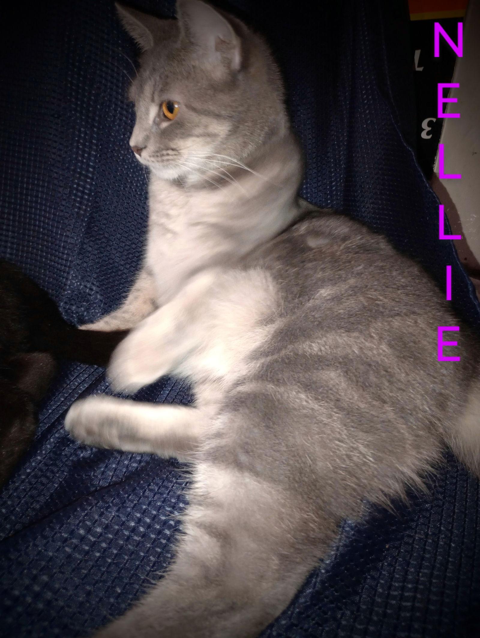zz "Nellie" courtesy post, a Adoptable Domestic Short Hair in Cincinnati, OH image 1/3