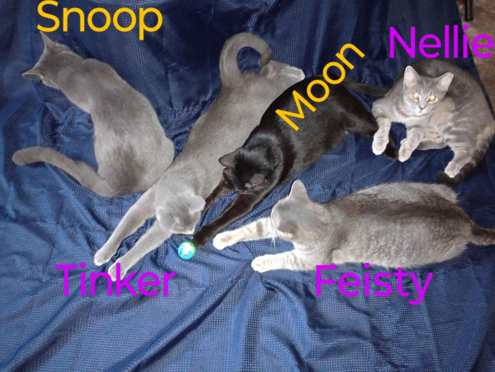 zz "Nellie" courtesy post, a Adoptable Domestic Short Hair in Cincinnati, OH image 2/3