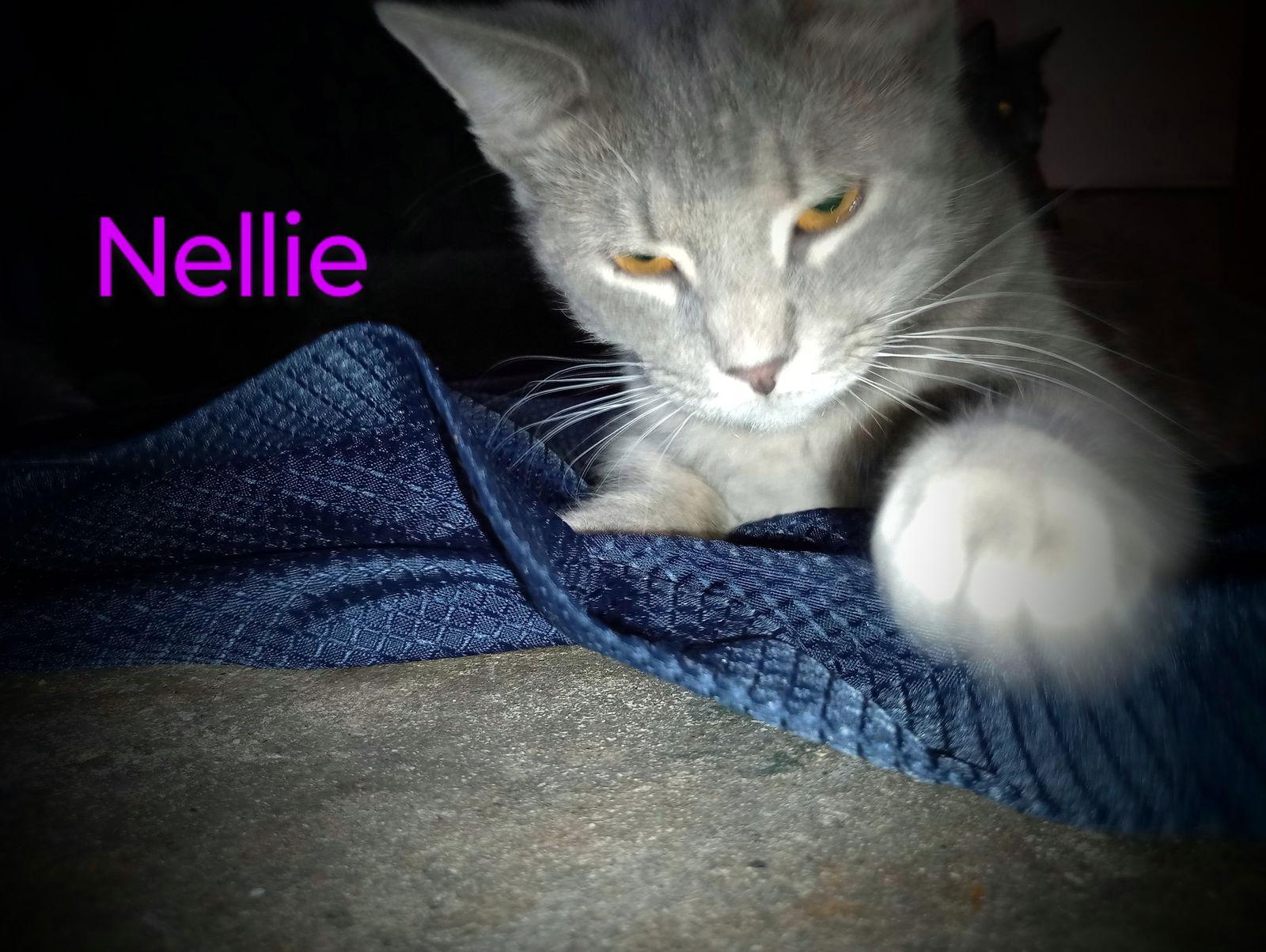 zz "Nellie" courtesy post, a Adoptable Domestic Short Hair in Cincinnati, OH image 3/3