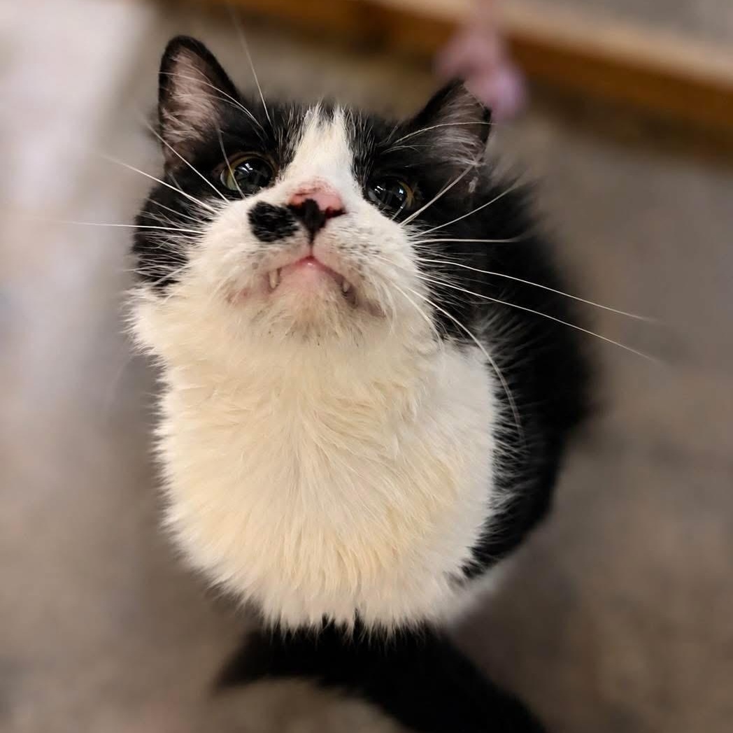 Enlarge Tuxie, a Adoptable Domestic Medium Hair in Ford City, PA image 1/1