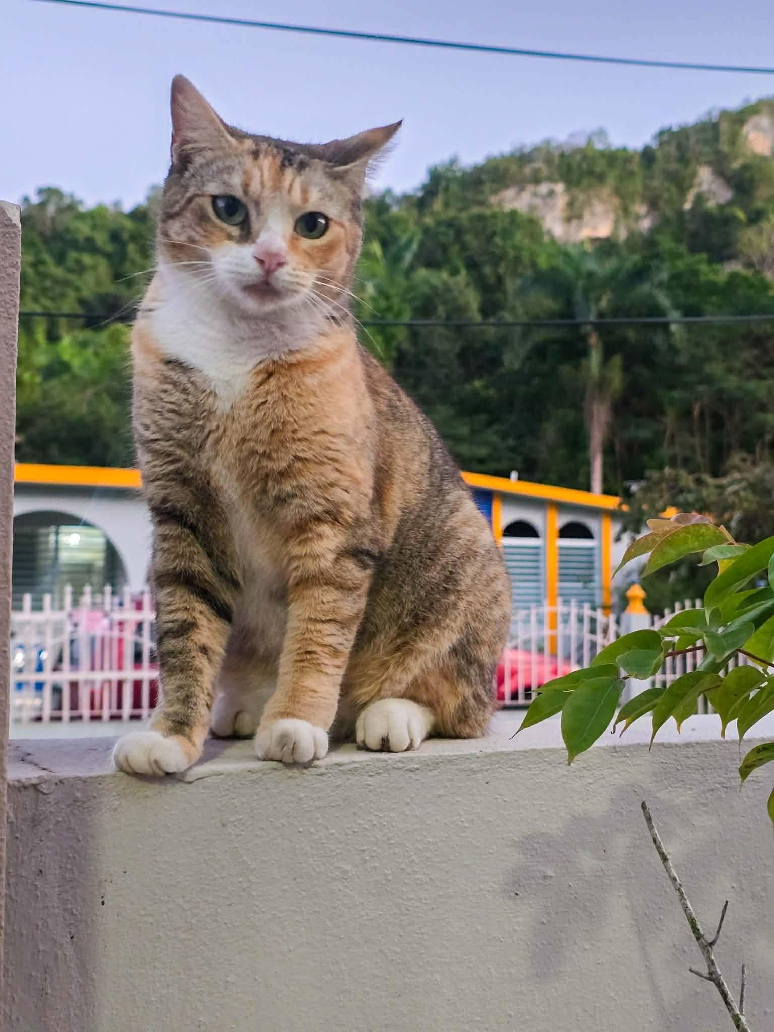 Enlarge Rita, a other mixed breed in Huntington, NY image 1/6